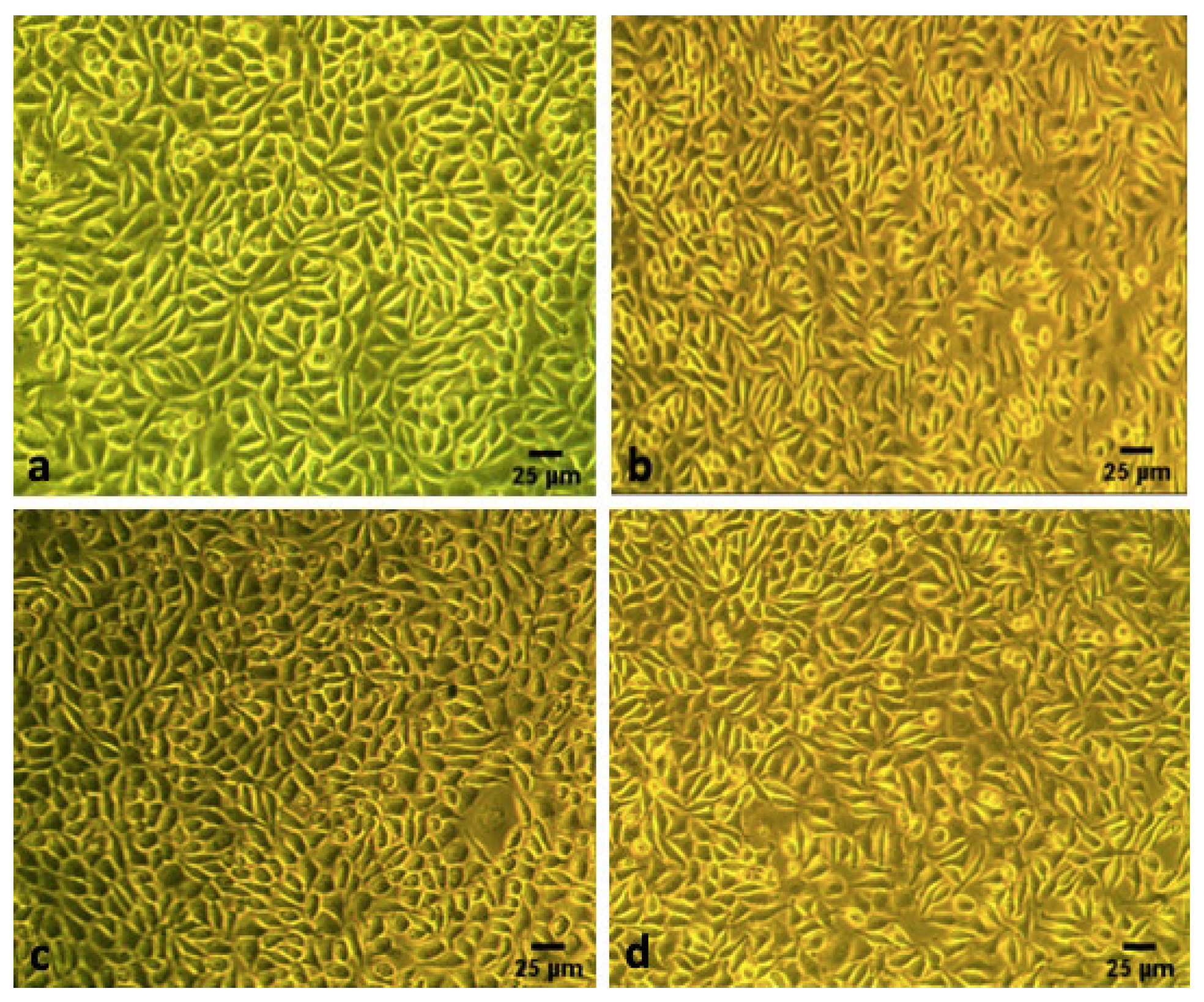 Prosthesis 04 00036 g003