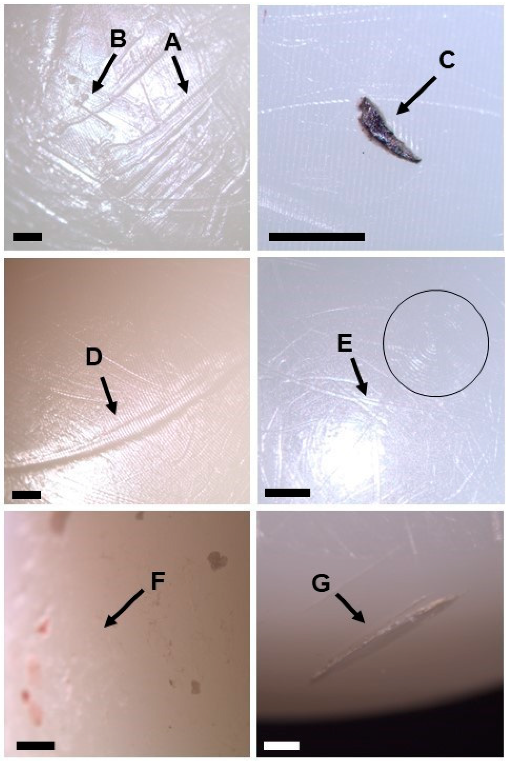 Prosthesis 06 00060 g002