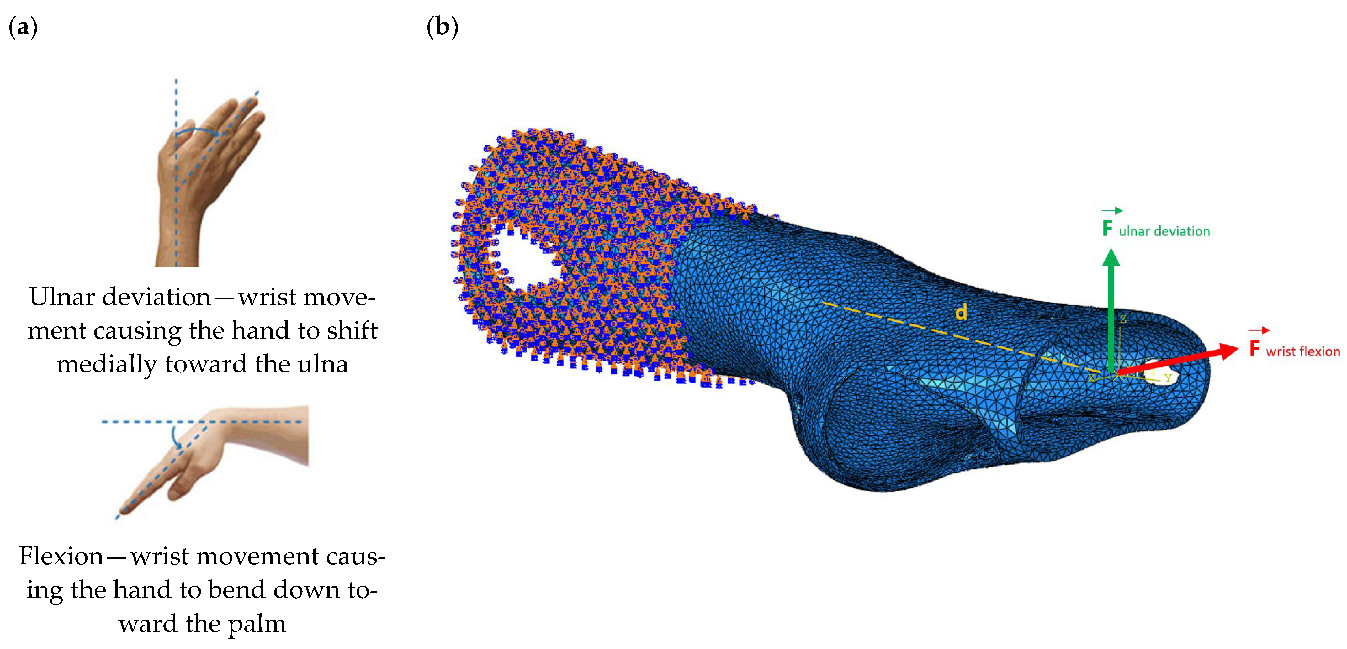 Prosthesis 06 00109 g004