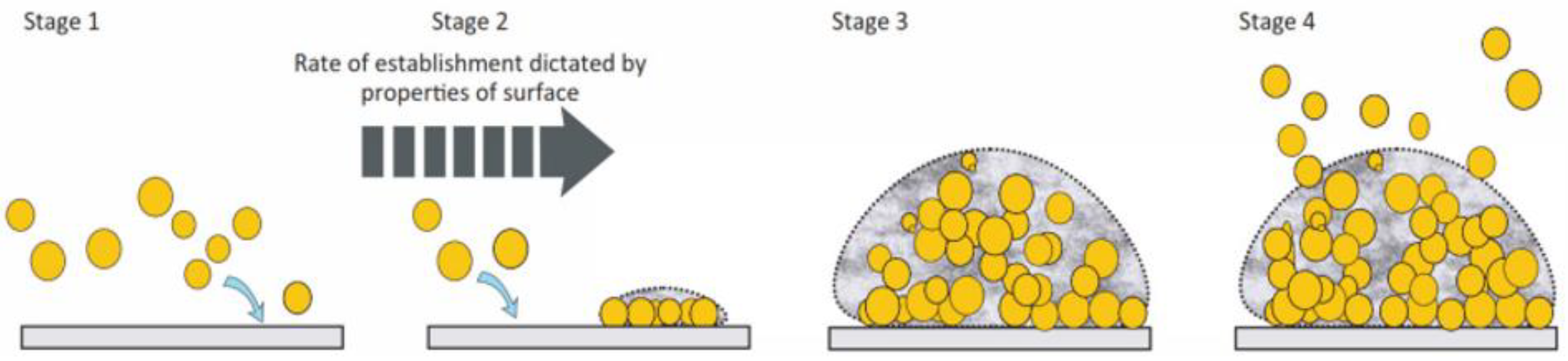 Prosthesis 07 00021 g006