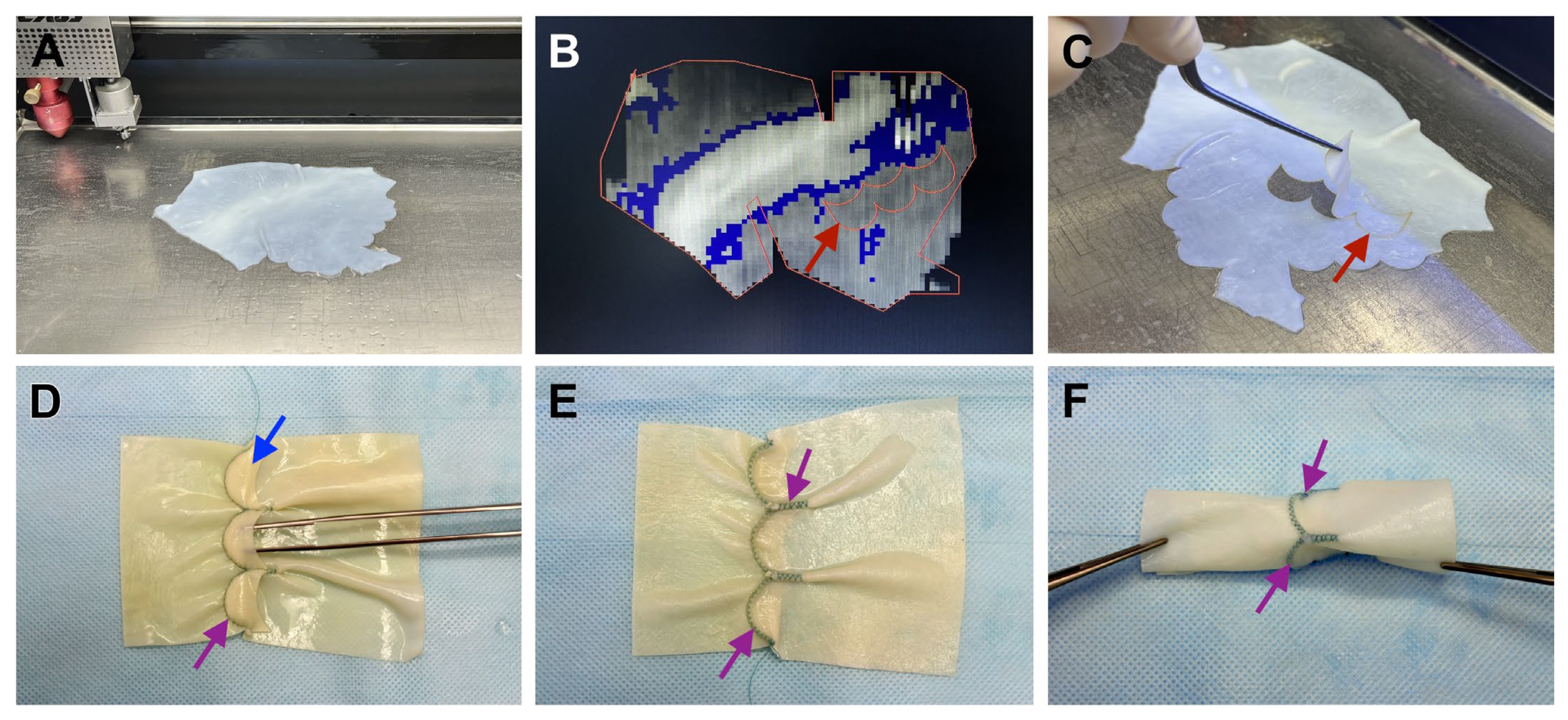 Prosthesis 07 00067 g002