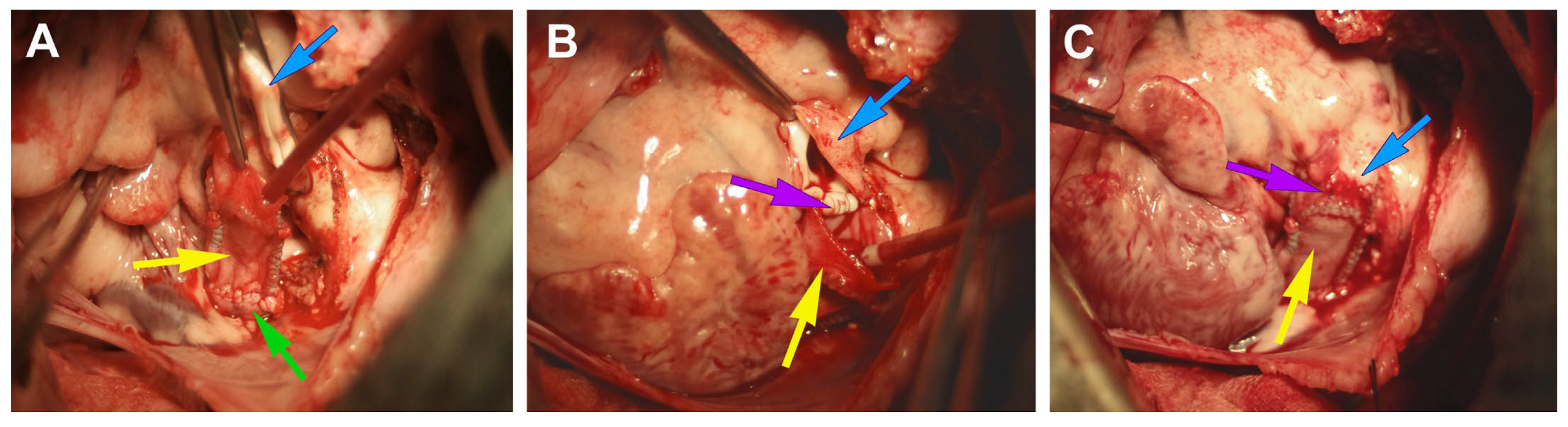 Prosthesis 07 00067 g003
