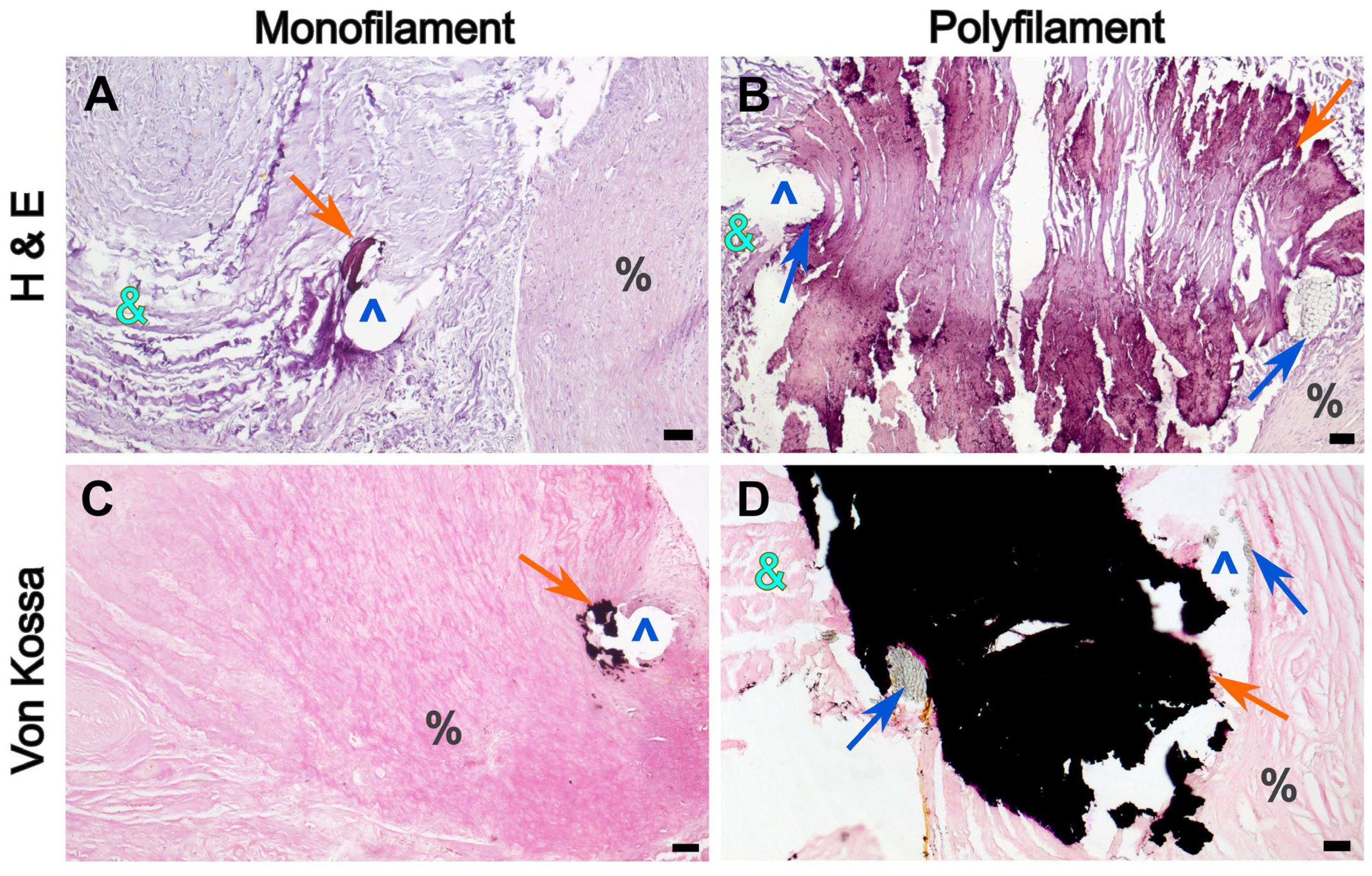 Prosthesis 07 00067 g008