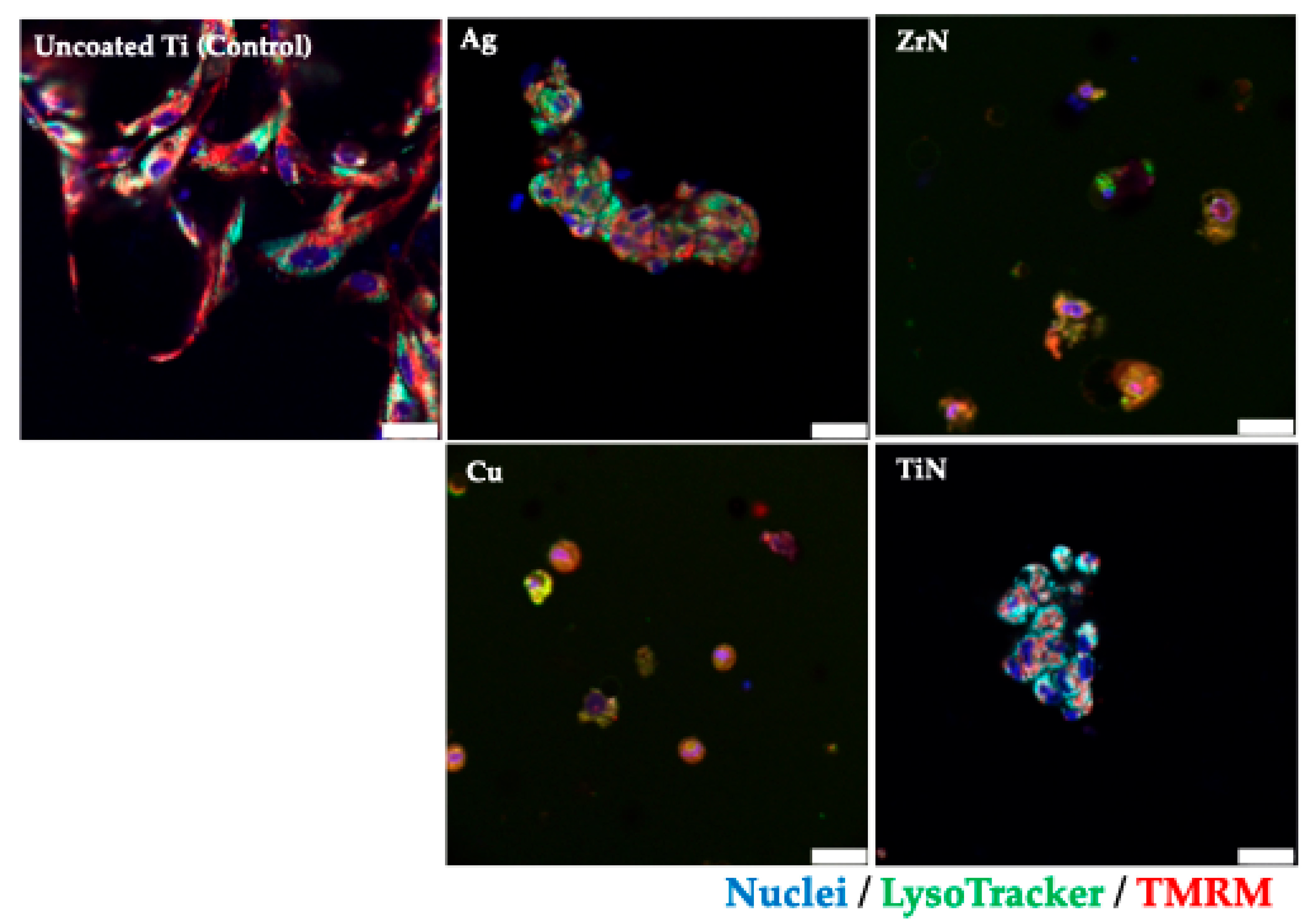 Prosthesis 07 00133 g005 Prosthesis 07 00133 g005