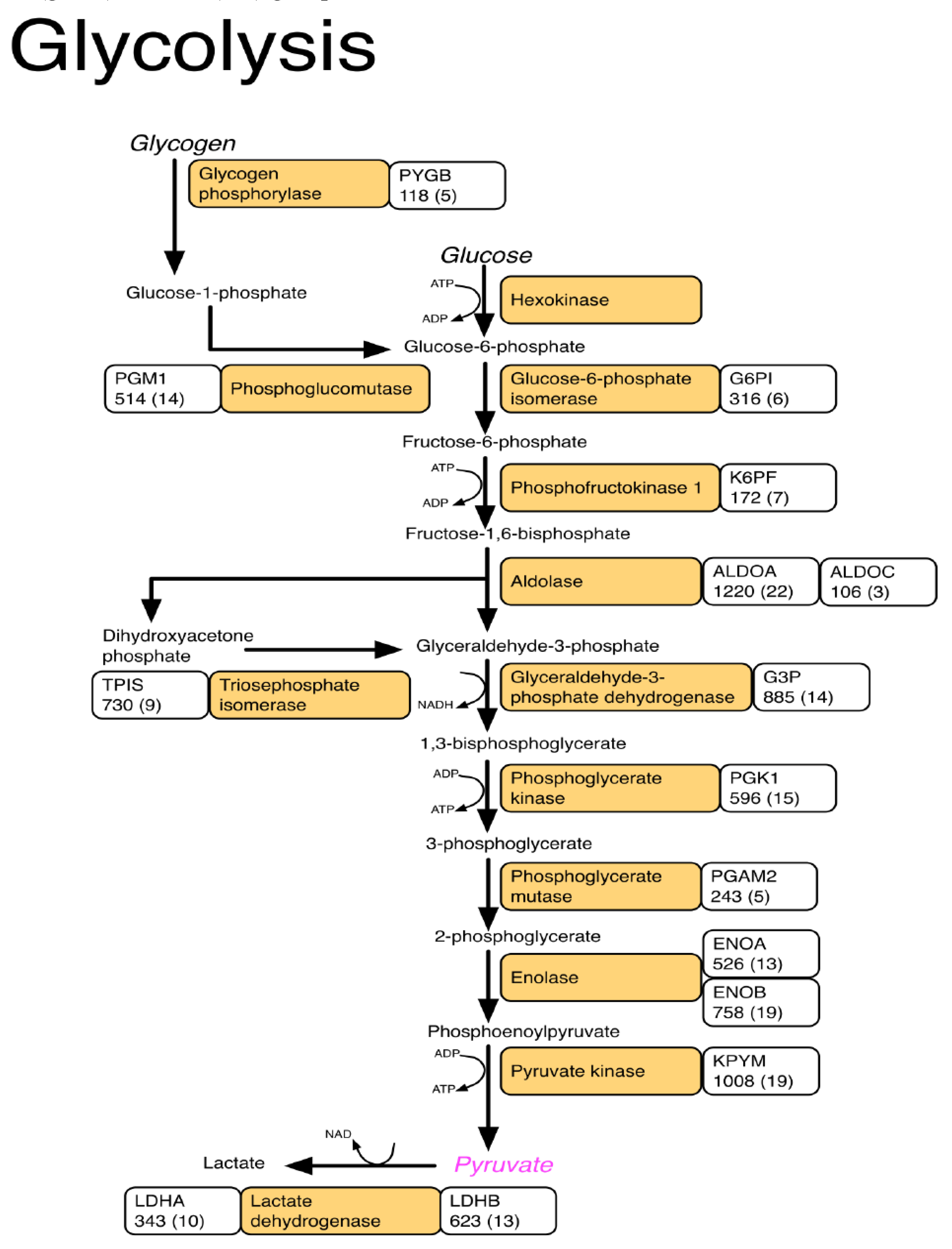 Proteomes Free Full Text Label Free Lc Ms Profiling Of Skeletal Muscle Reveals Heart Type Fatty Acid Binding Protein As A Candidate Biomarker Of Aerobic Capacity Html Proteomes Free Full Text Label Free Lc Ms Profiling Of Skeletal Muscle Reveals Heart Type Fatty Acid Binding Protein As A Candidate Biomarker Of Aerobic Capacity Html