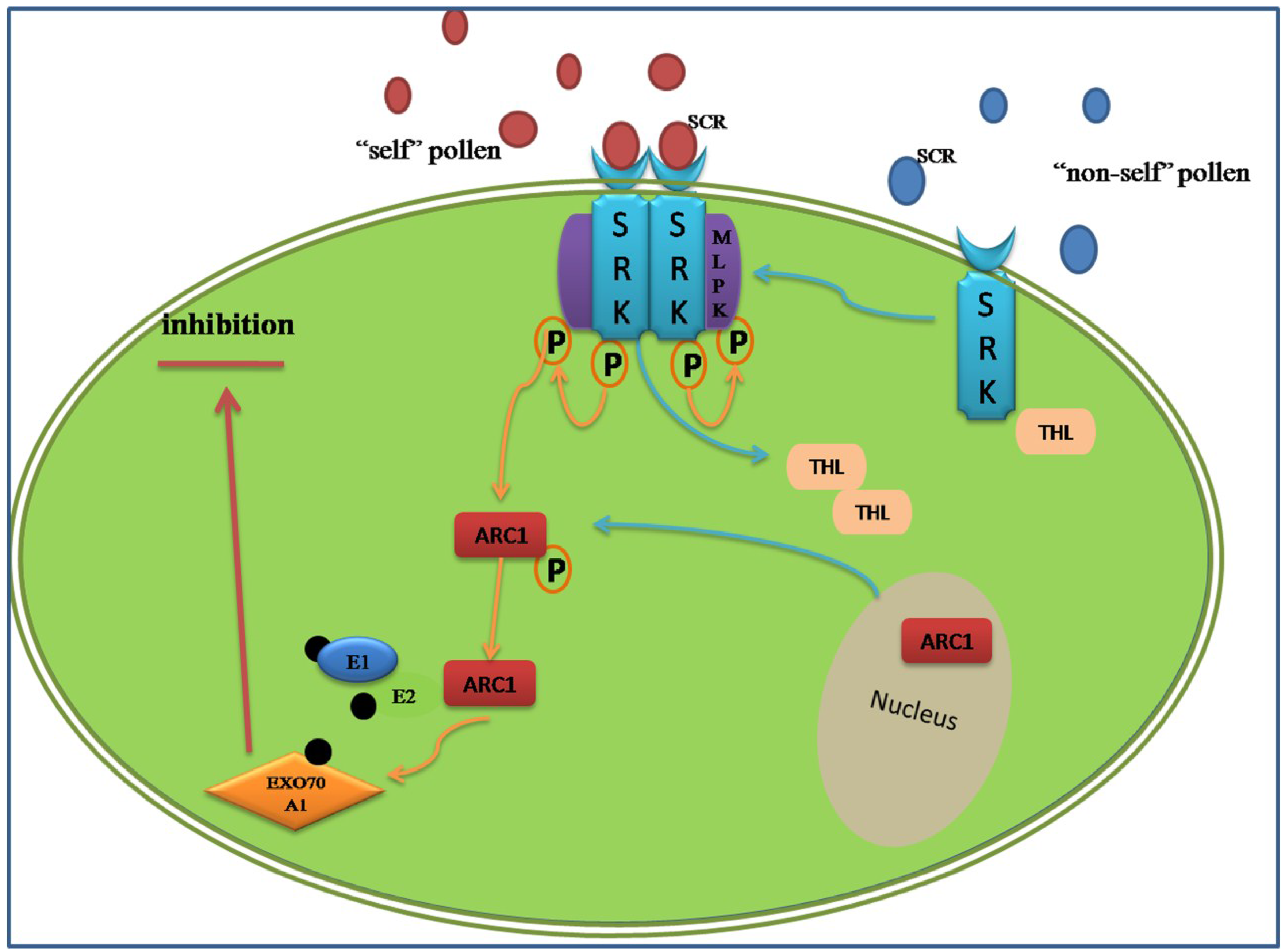 Proteomes 02 00468 g001