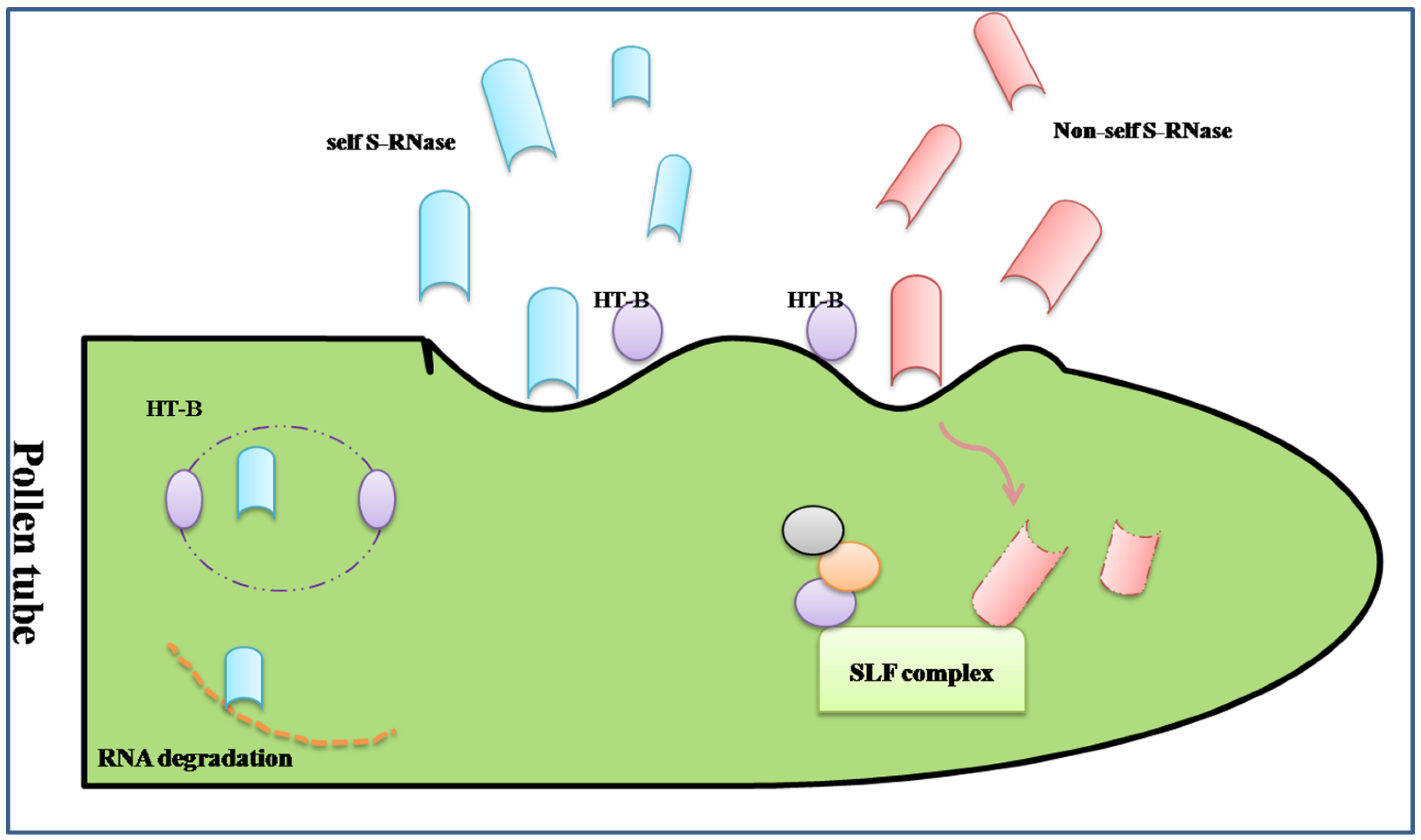 Proteomes 02 00468 g002