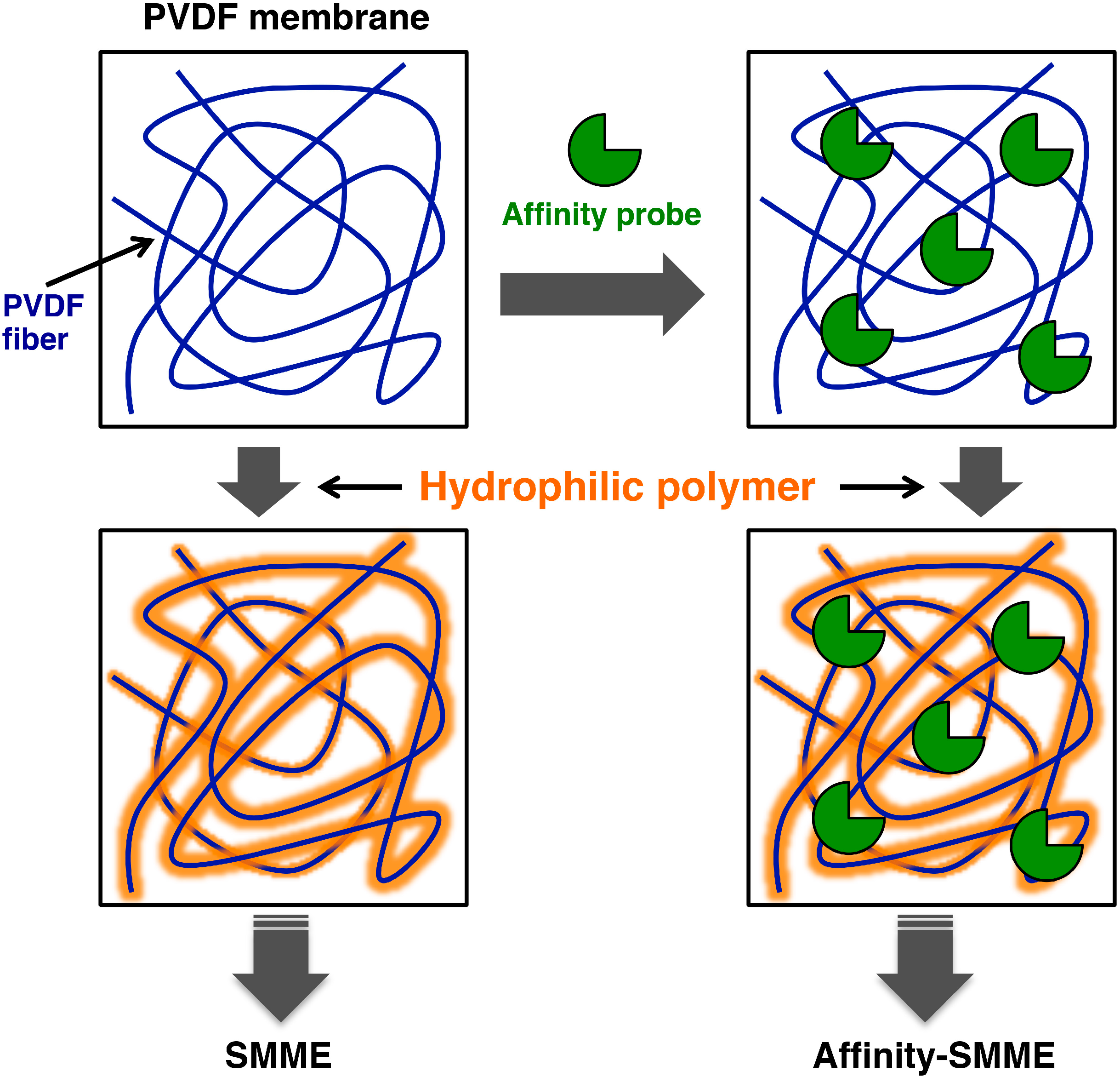 Proteomes 03 00042 g004