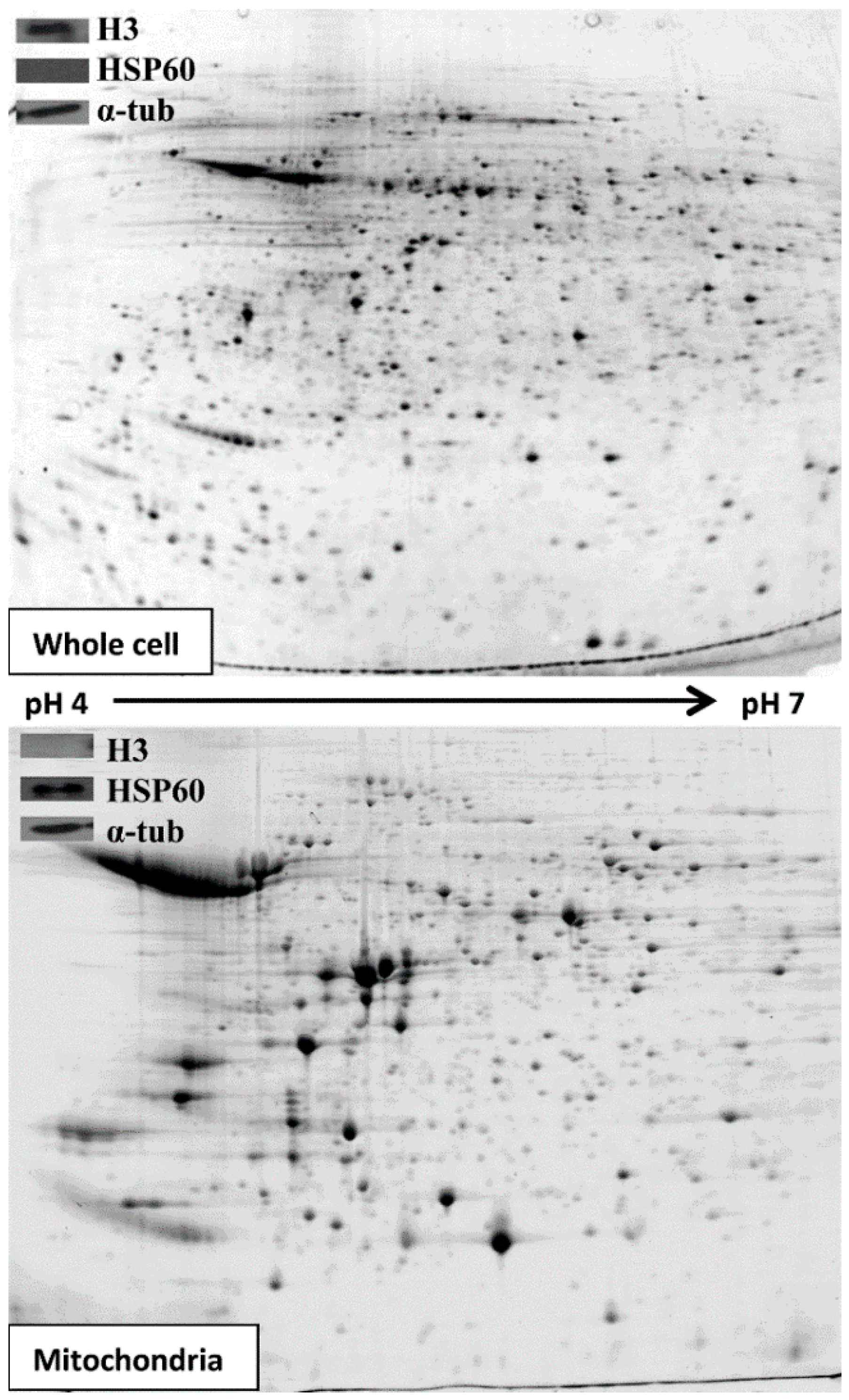 Proteomes 03 00328 g001