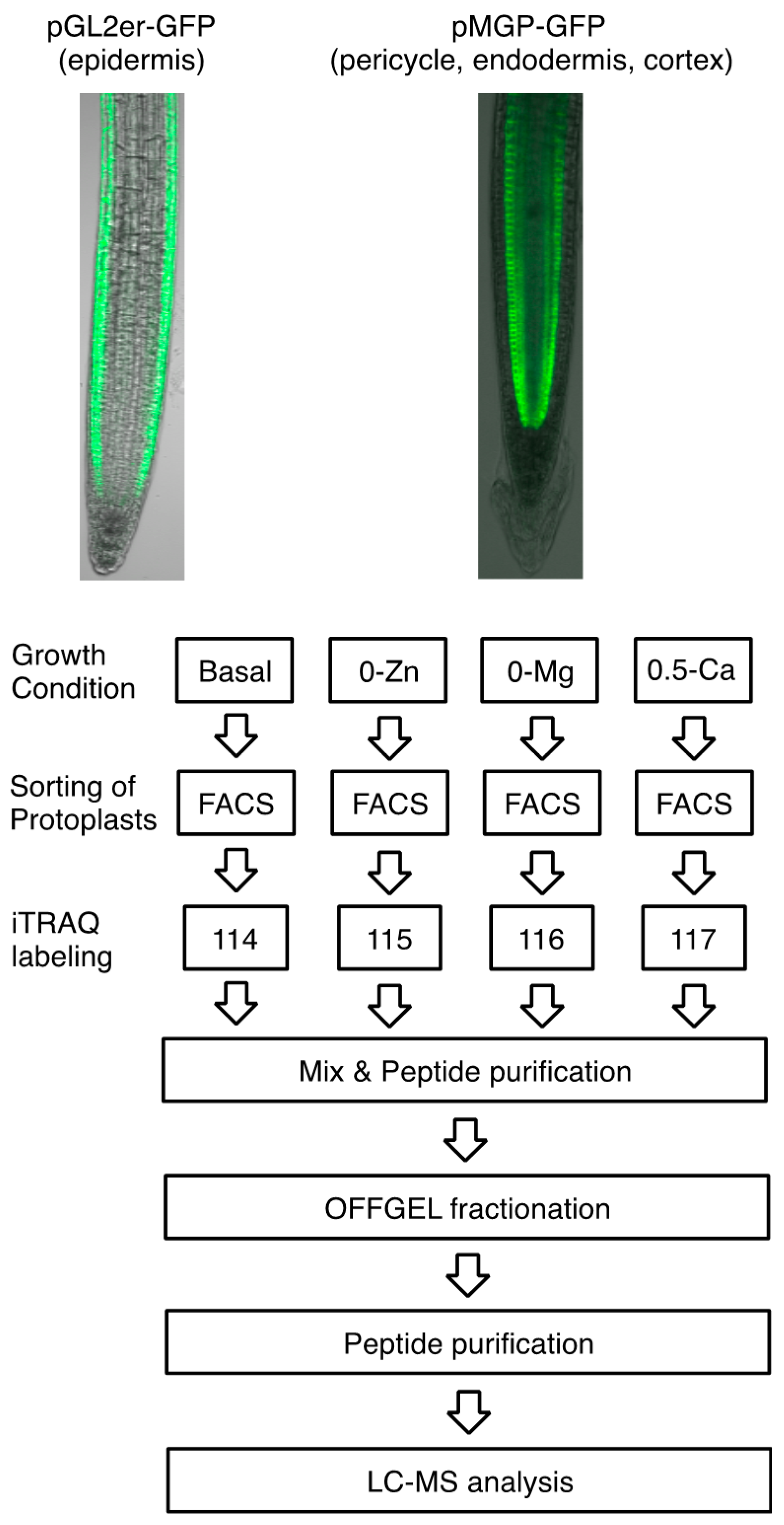 Proteomes 04 00001 g002