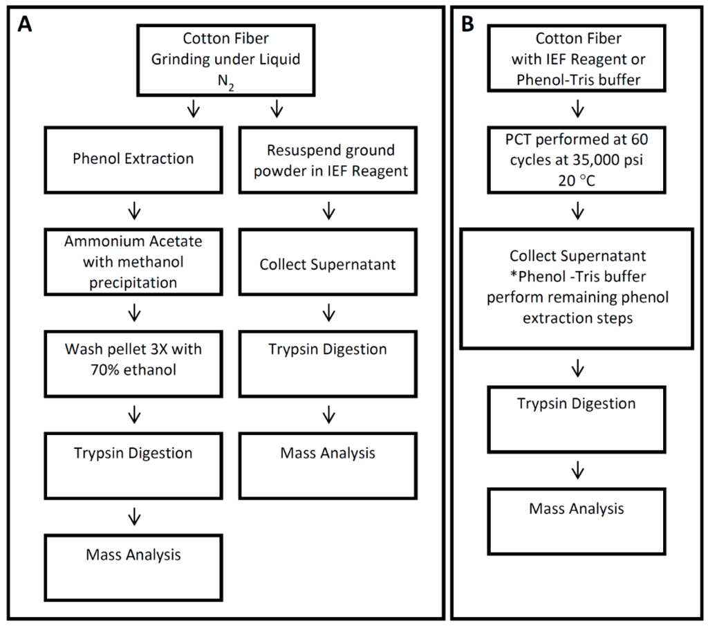 Proteomes Free Full Text Comparative Proteomic Analysis Of Cotton Fiber Development And Protein Extraction Method Comparison In Late Stage Fibers Html Proteomes Free Full Text Comparative Proteomic Analysis Of Cotton Fiber Development And Protein Extraction Method Comparison In Late Stage Fibers Html