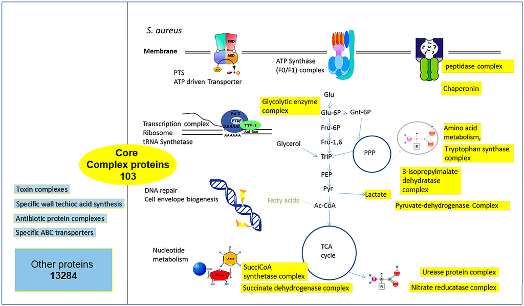 https://www.mdpi.com/proteomes/proteomes-04-00008/article_deploy/html/images/proteomes-04-00008-g004-1024.png