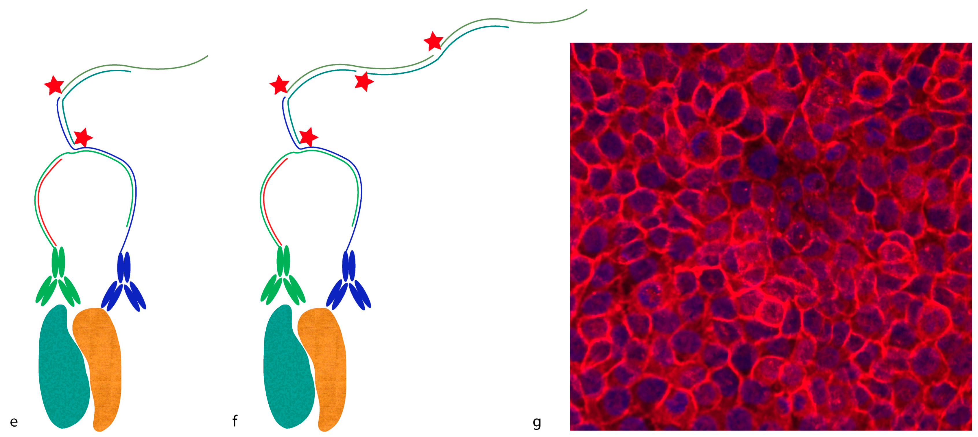 Proteomes 04 00036 g003b
