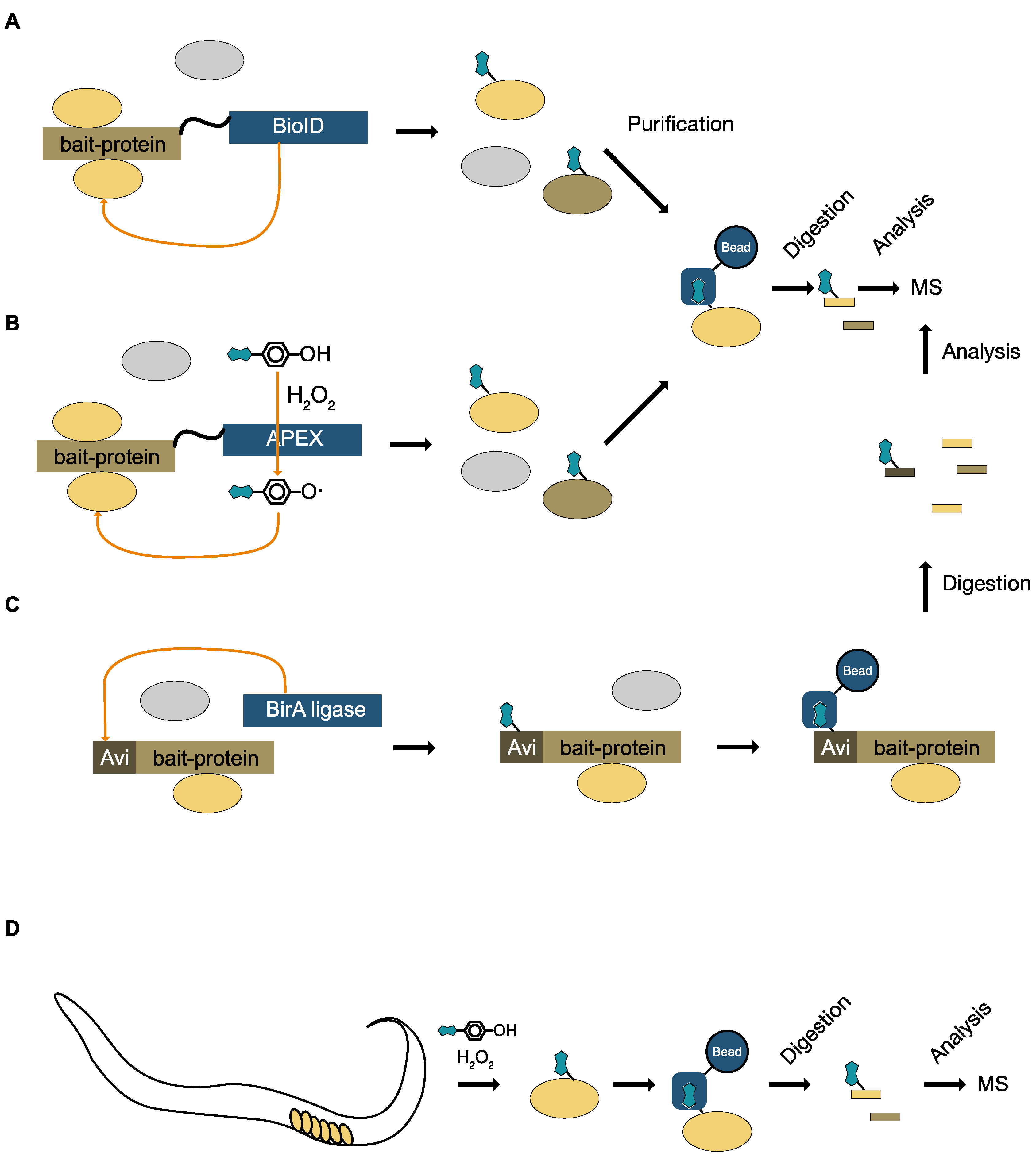 Proteomes 05 00017 g003