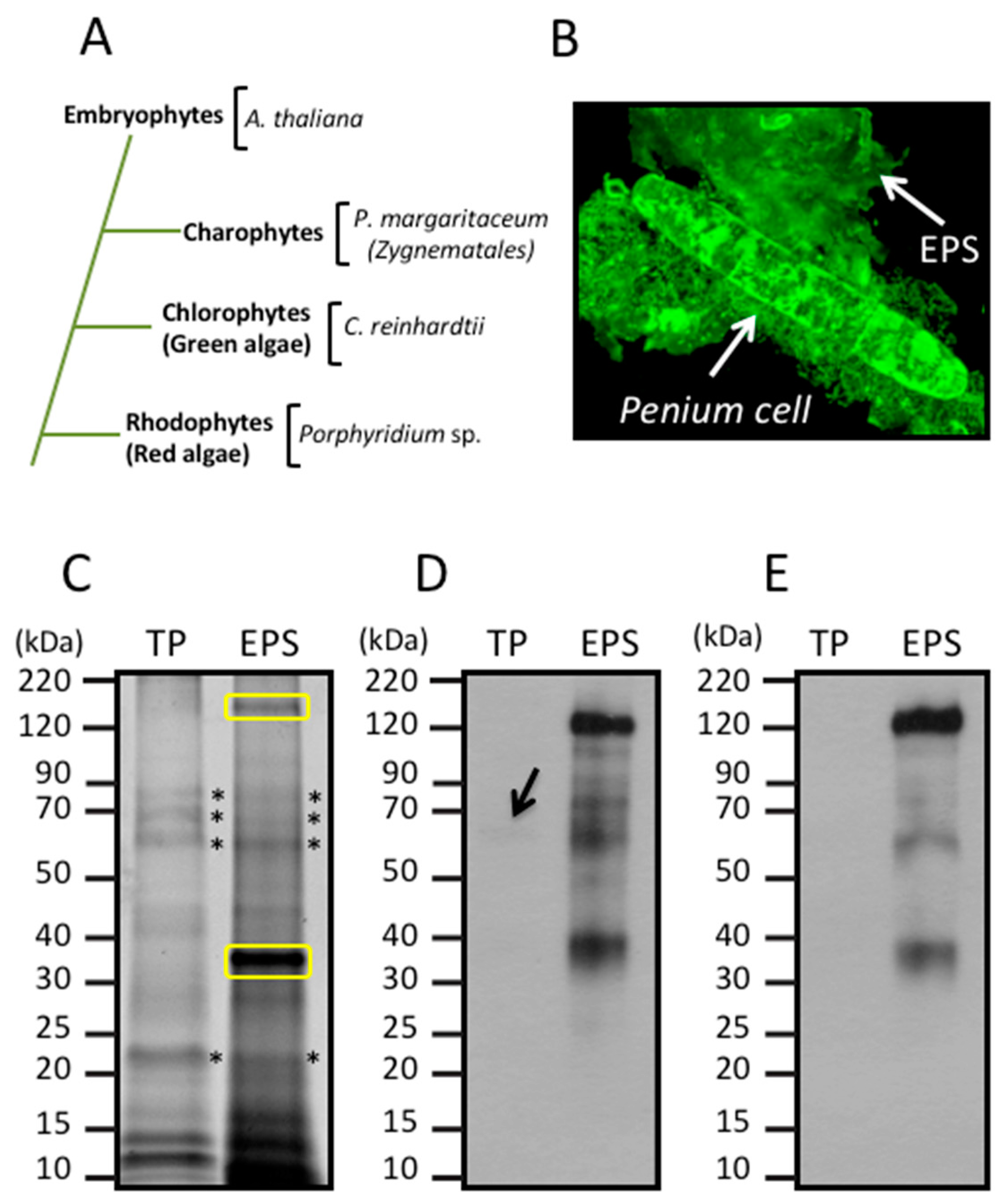 Proteomes 06 00014 g001