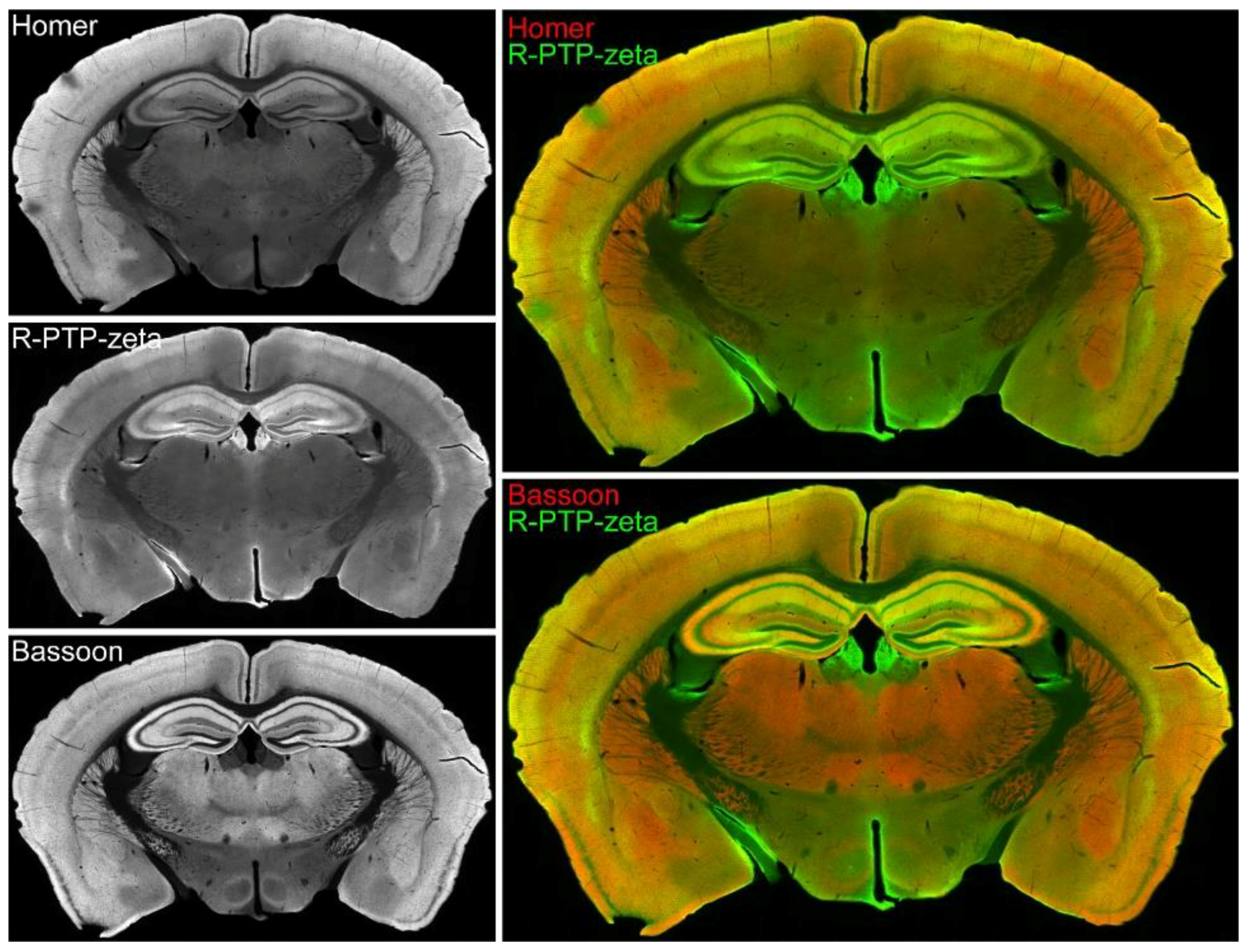 Proteomes 06 00048 g006 Proteomes 06 00048 g006