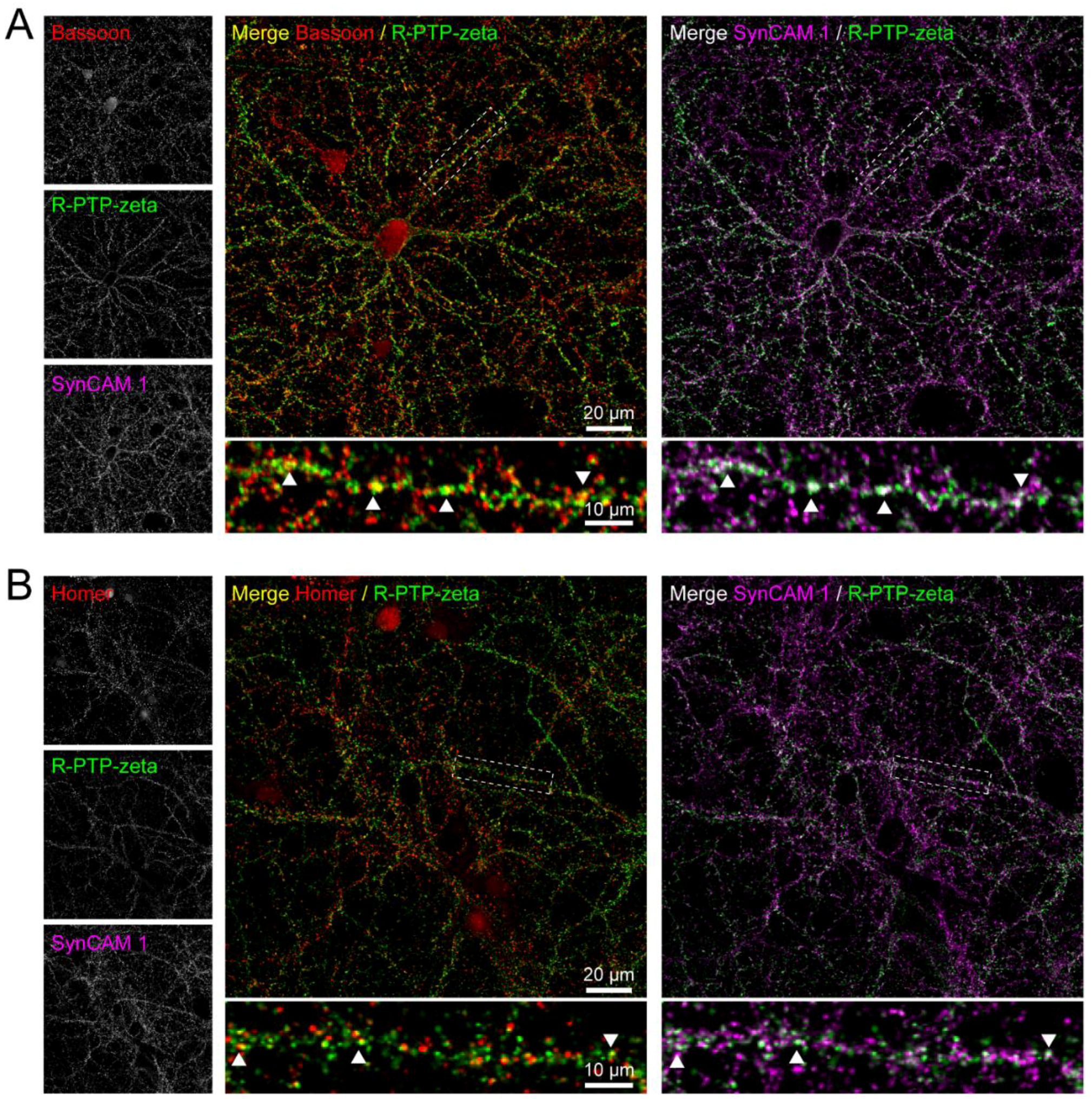 Proteomes 06 00048 g007 Proteomes 06 00048 g007