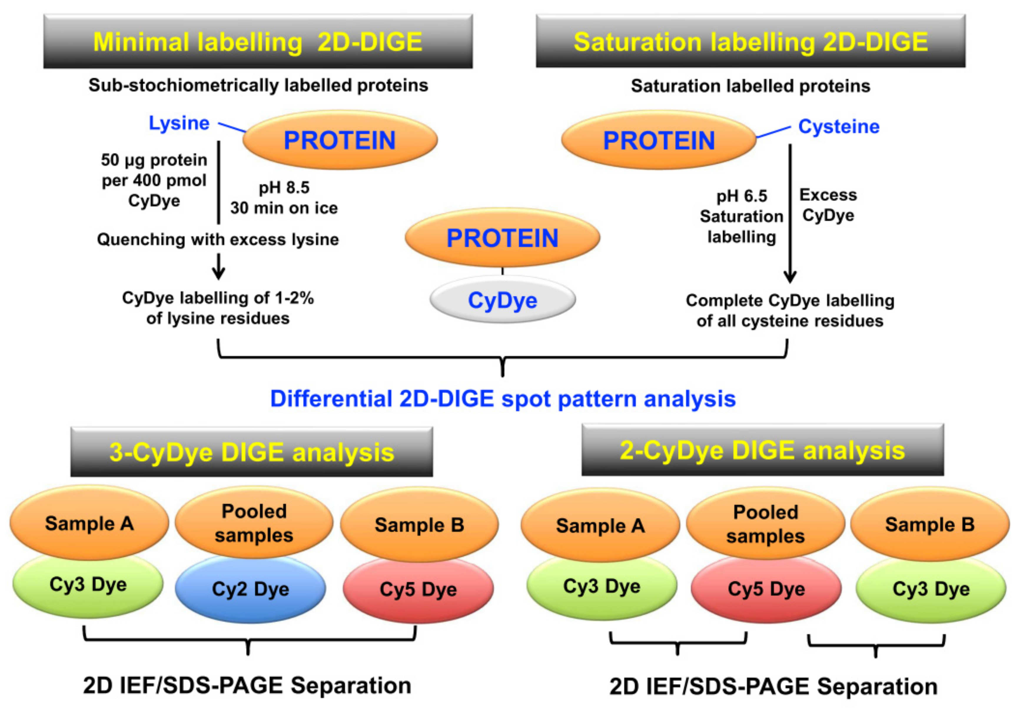 Proteomes 07 00025 g005