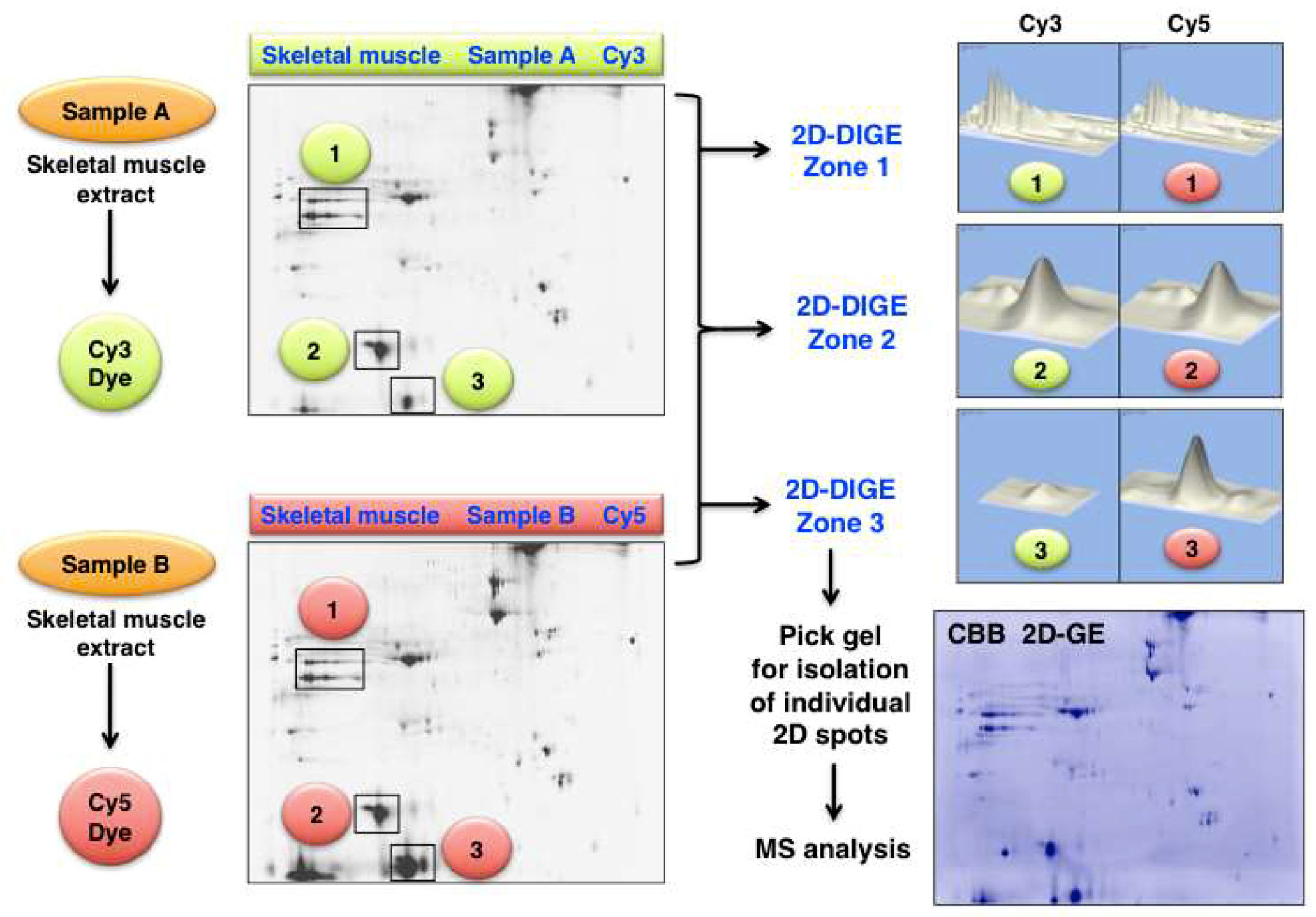 Proteomes 07 00025 g006