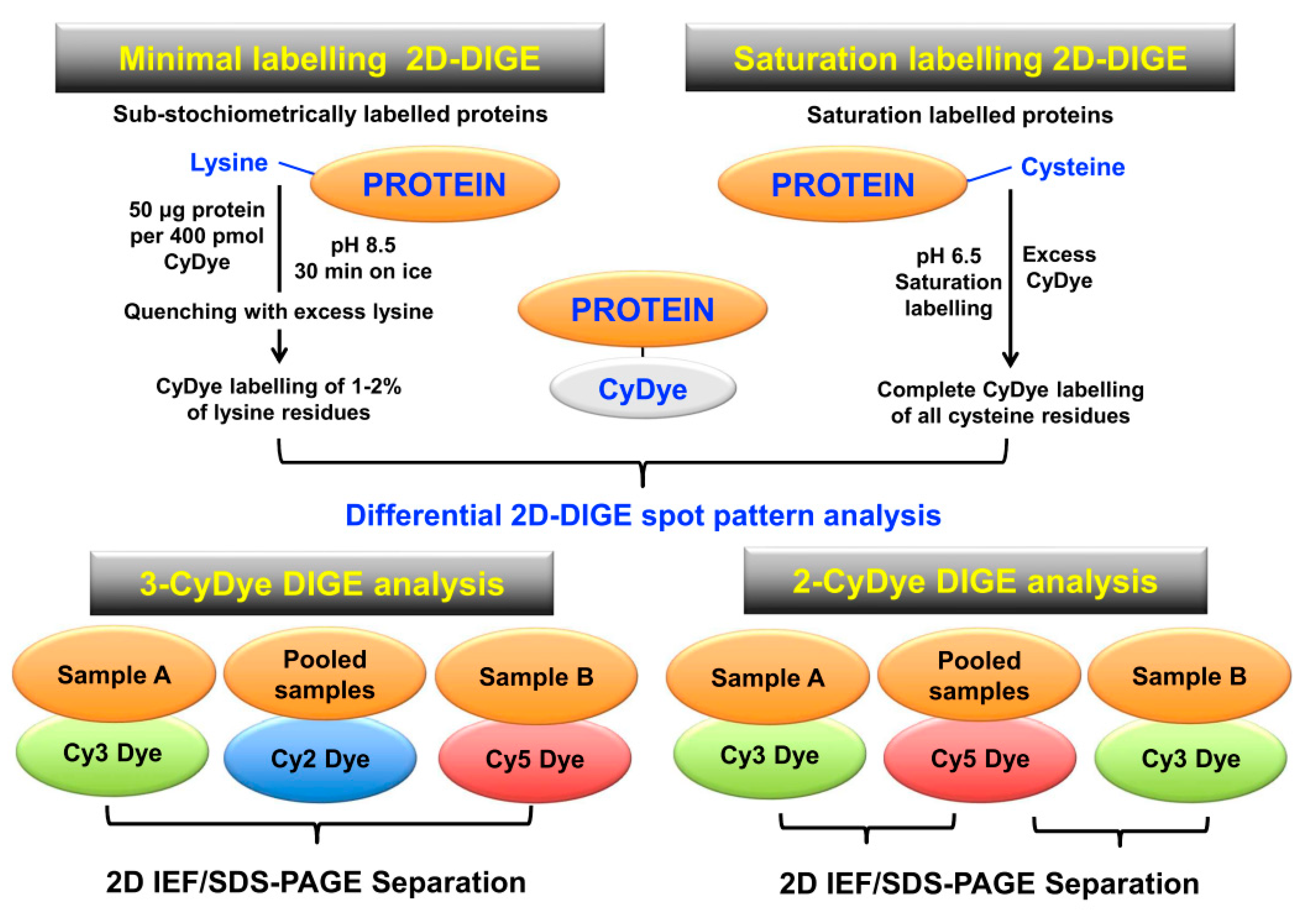 Proteomes 07 00028 g005