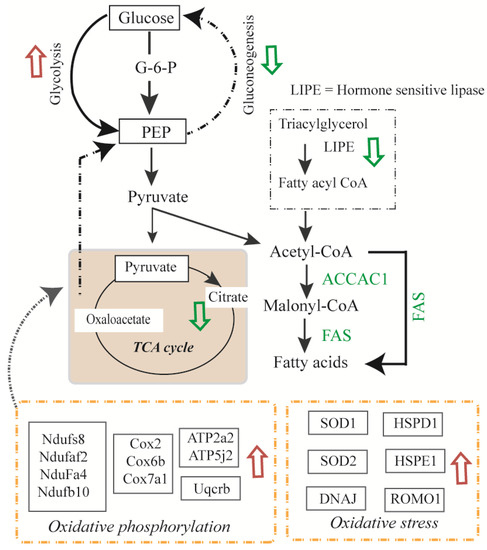 Proteomic Analysis of 3T3-L1 Adipocytes Treated with Insulin and TNF-α