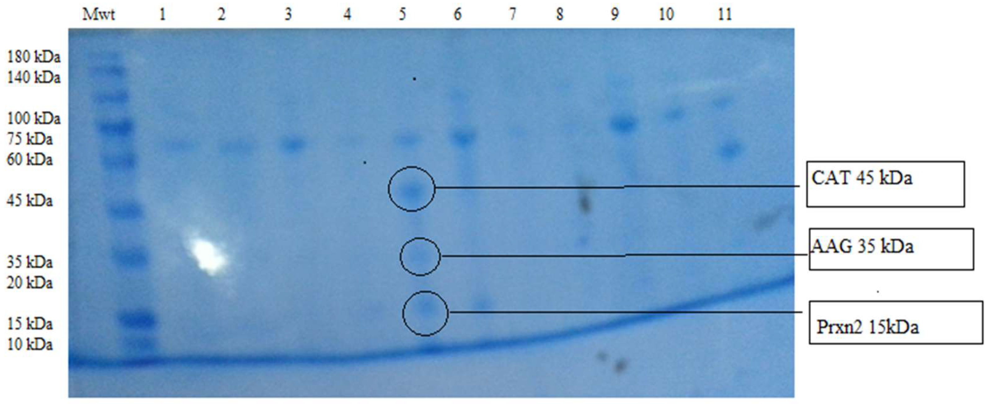 Proteomes 08 00032 g001 Proteomes 08 00032 g001