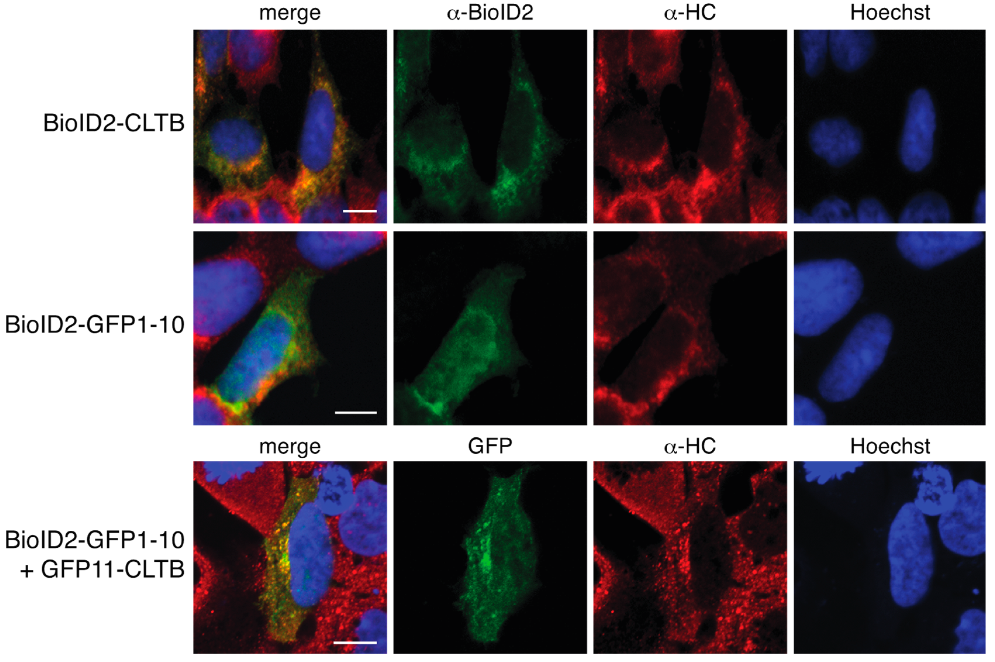 Proteomes 08 00037 g002