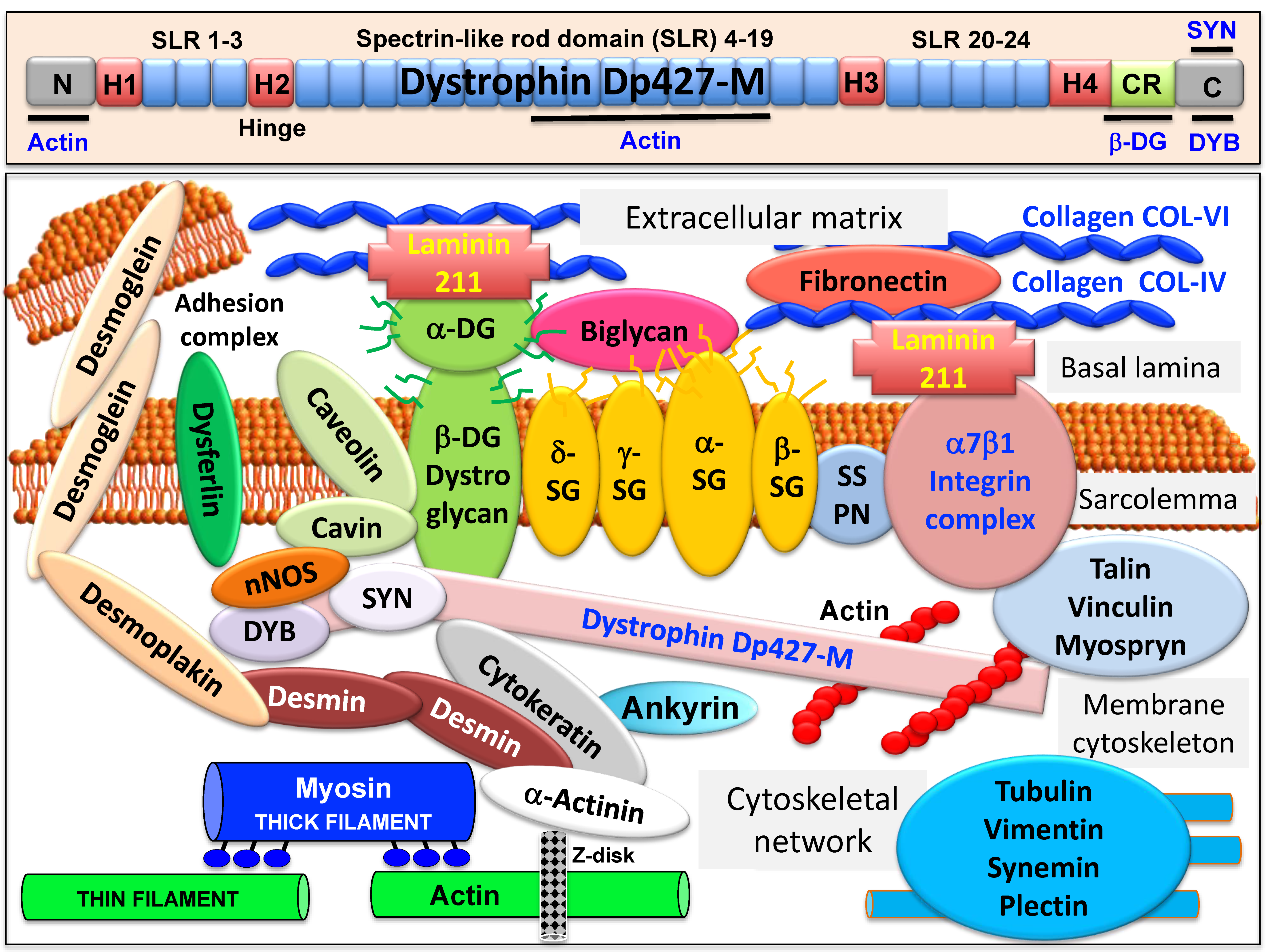 Proteomes | Free Full-Text | The Dystrophin Node as Integrator of  Cytoskeletal Organization, Lateral Force Transmission, Fiber Stability and  Cellular Signaling in Skeletal Muscle
