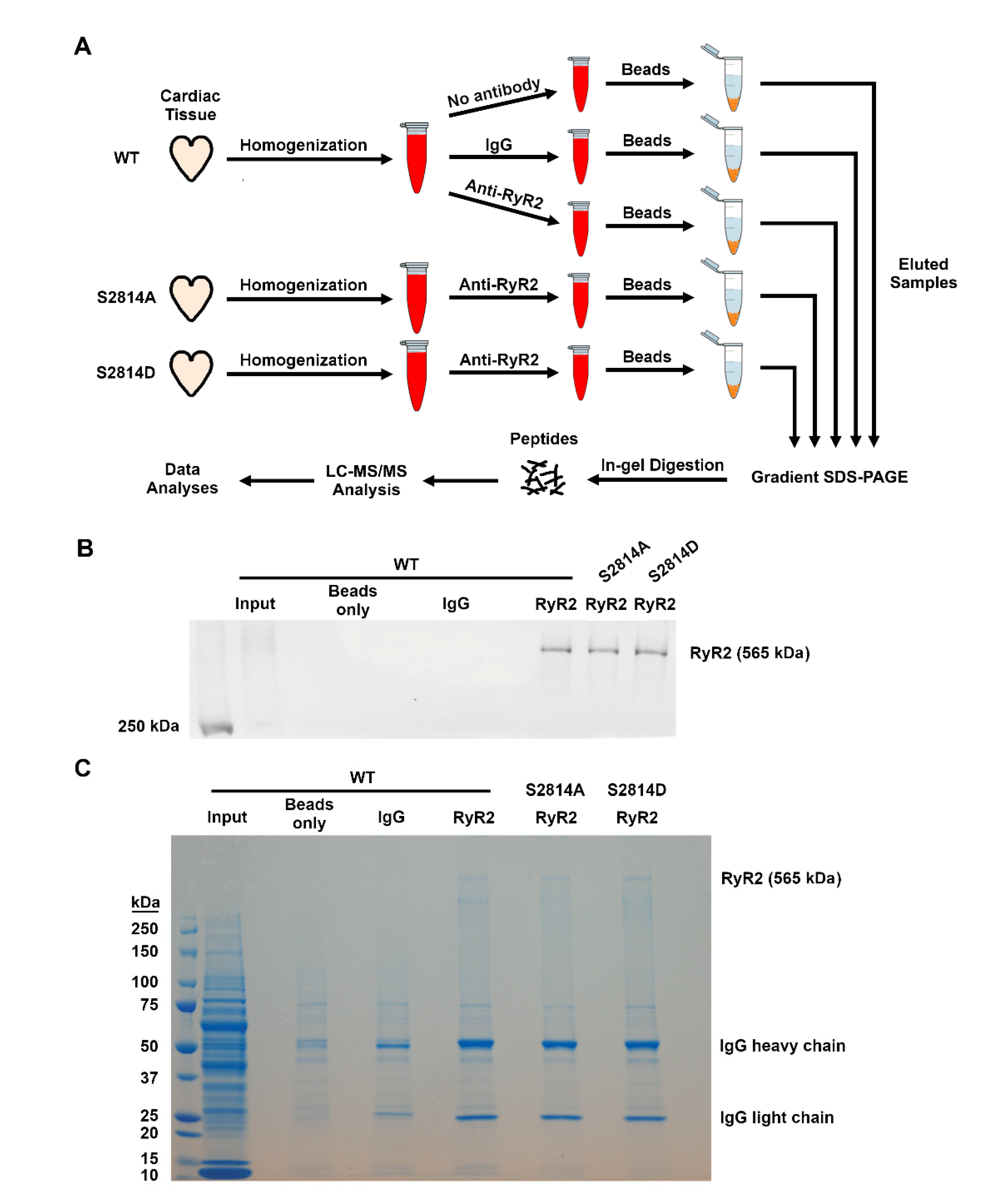 Proteomes 09 00027 g001 Proteomes 09 00027 g001