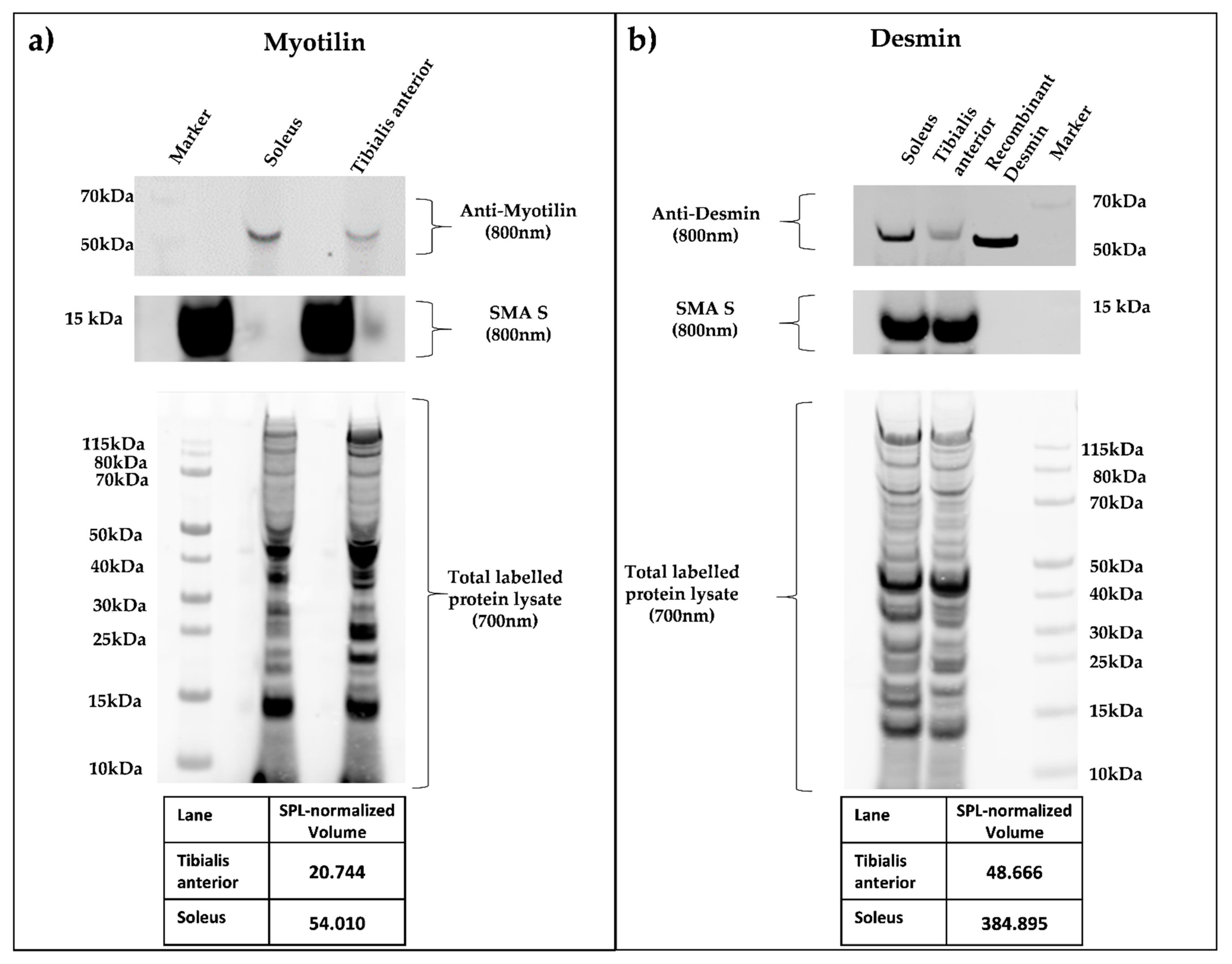 Proteomes 09 00028 g004