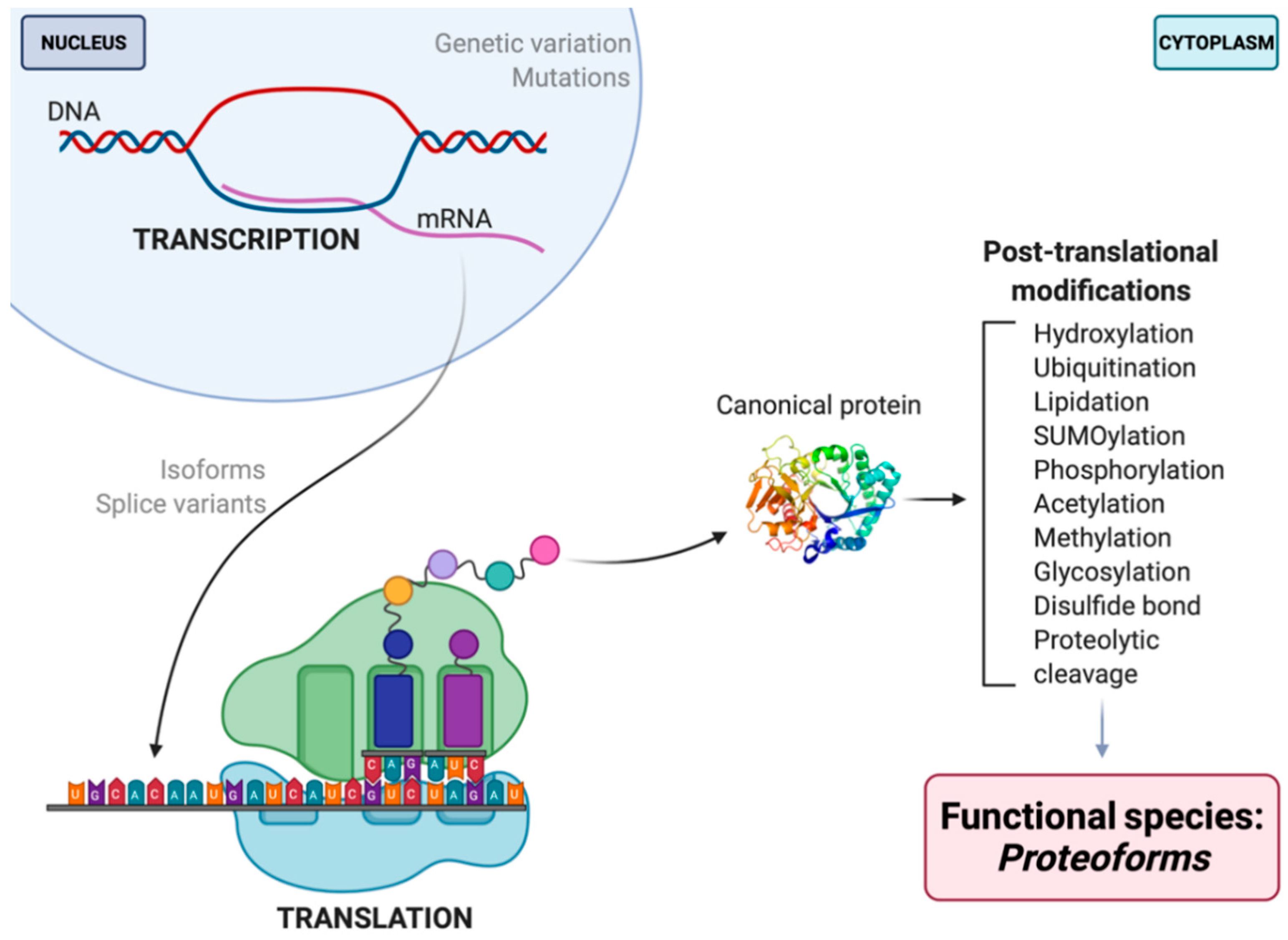 Proteomes Free Full-Text | Proteomes Are of Proteoforms: Embracing the Complexity HTML