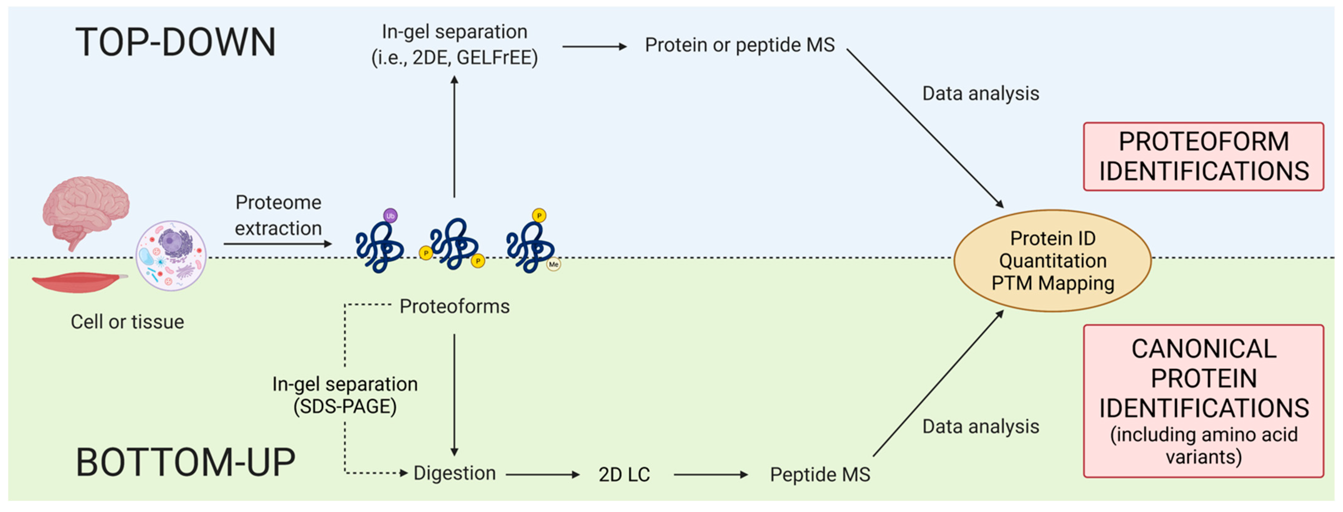 Proteomes 09 00038 g003 Proteomes 09 00038 g003