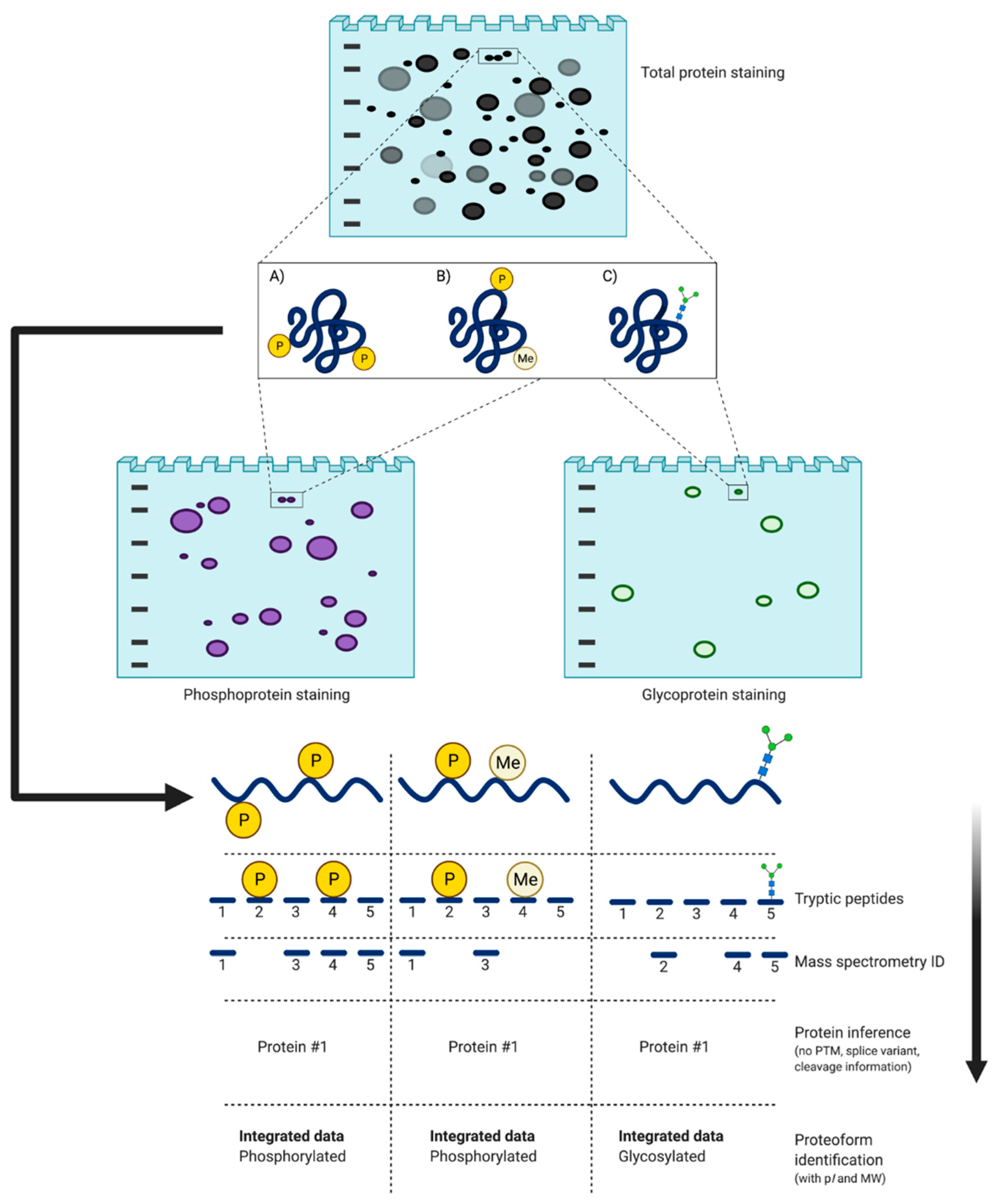Proteomes 09 00038 g006 Proteomes 09 00038 g006