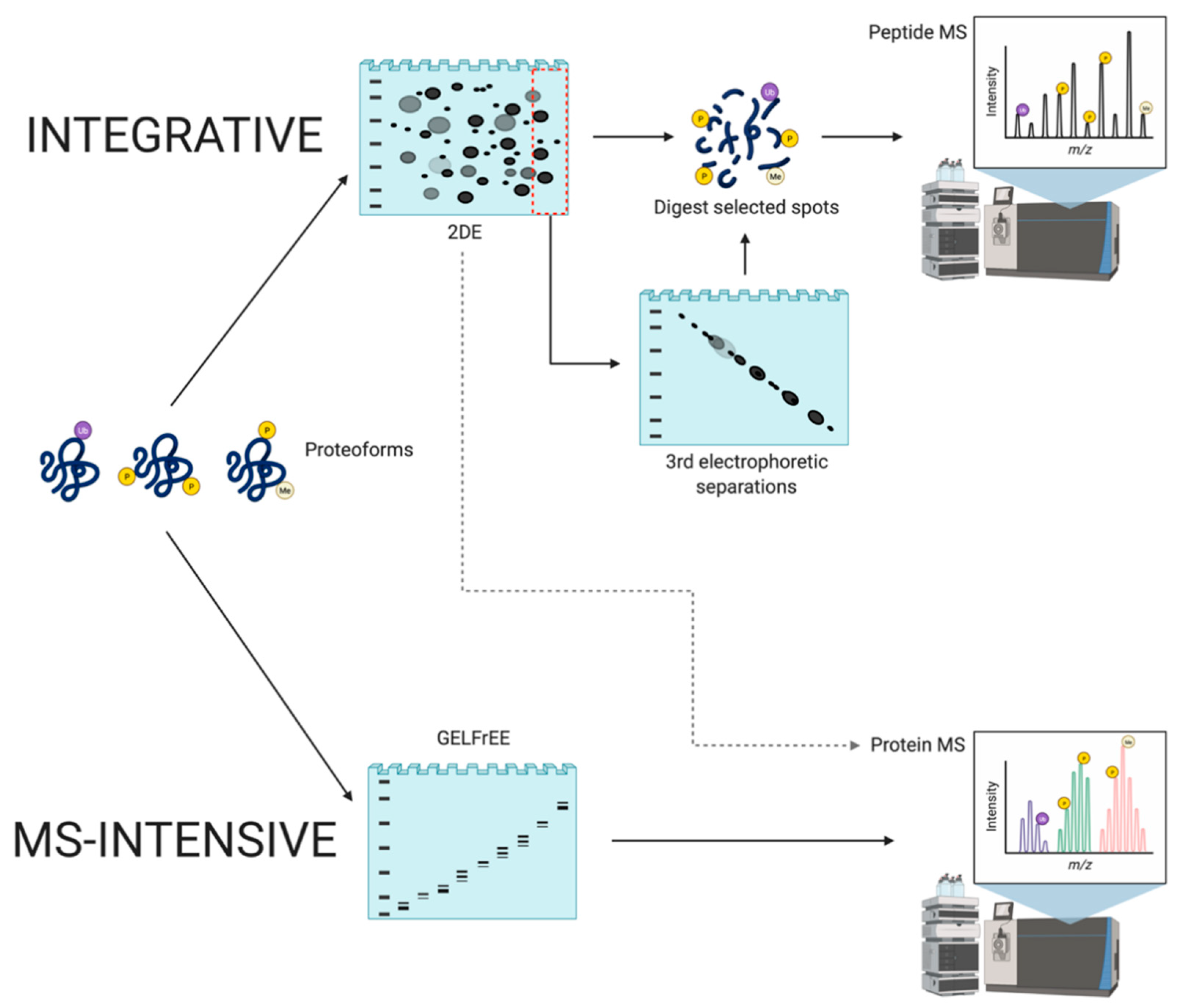 Proteomes 09 00038 g007 Proteomes 09 00038 g007