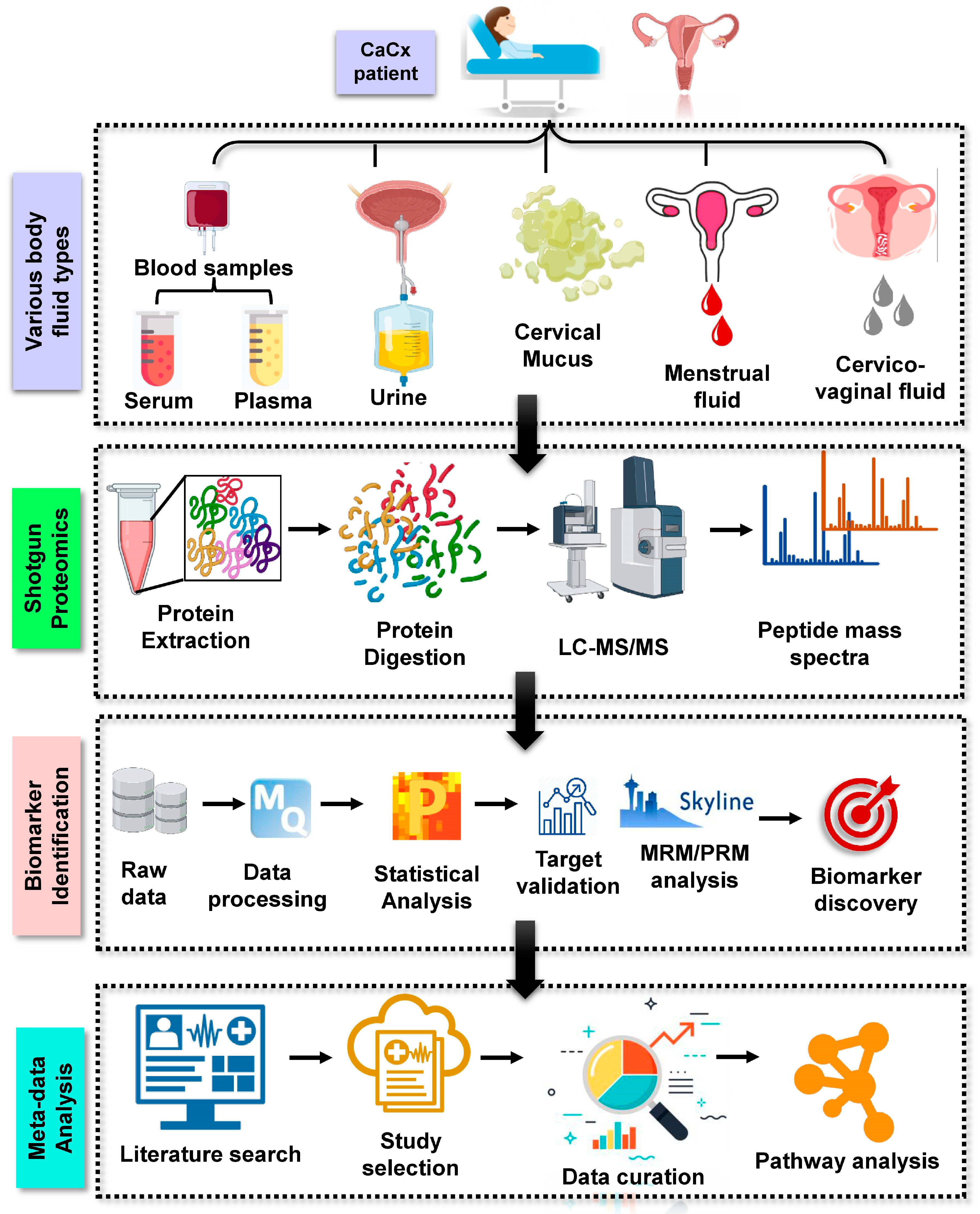 Systems Proteomics View of the Endogenous Human Claudin Protein