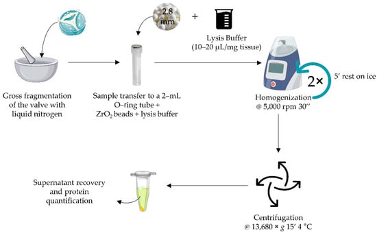 Protocol For Protein Extraction