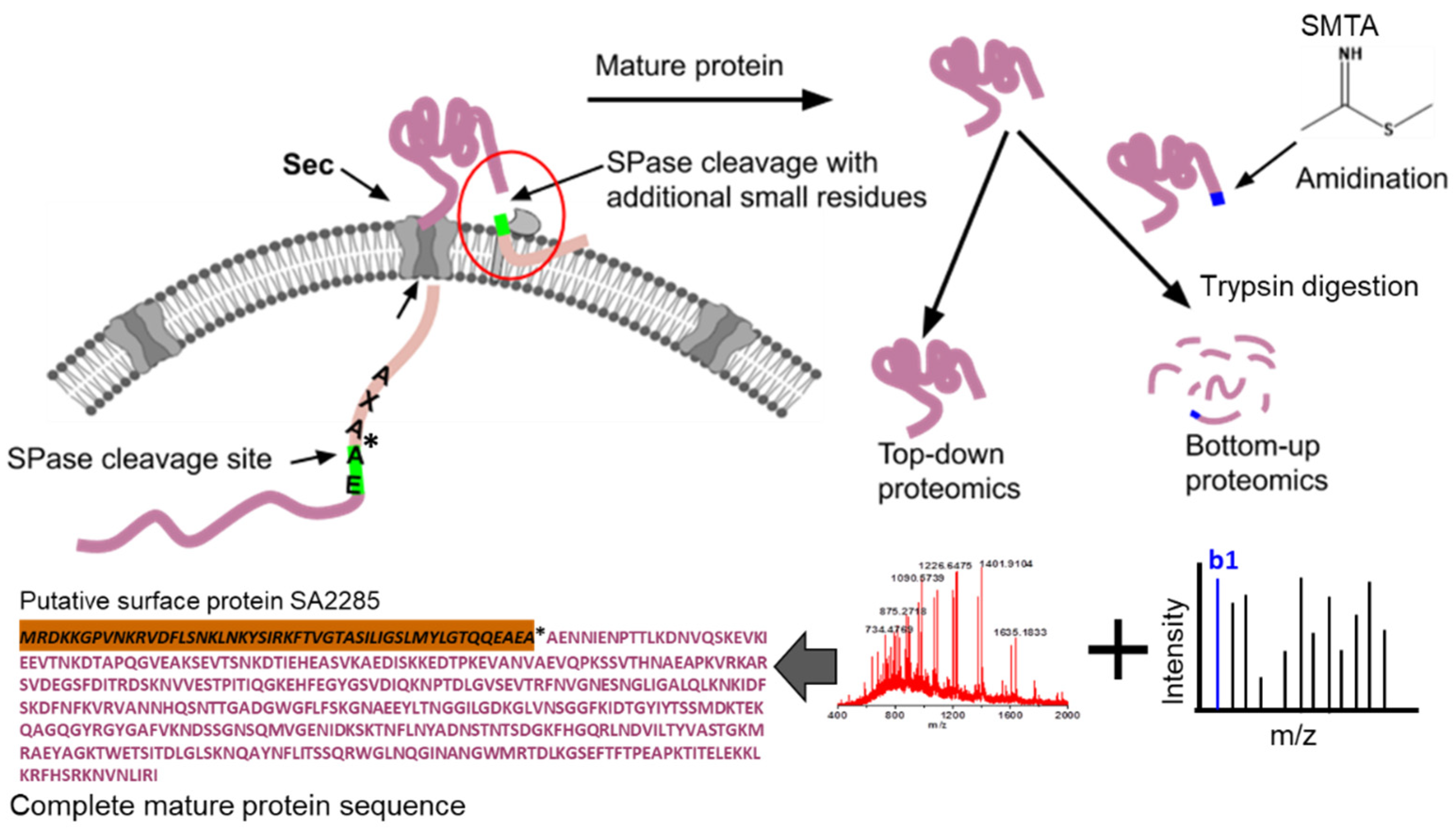 Proteomes 11 00008 g001