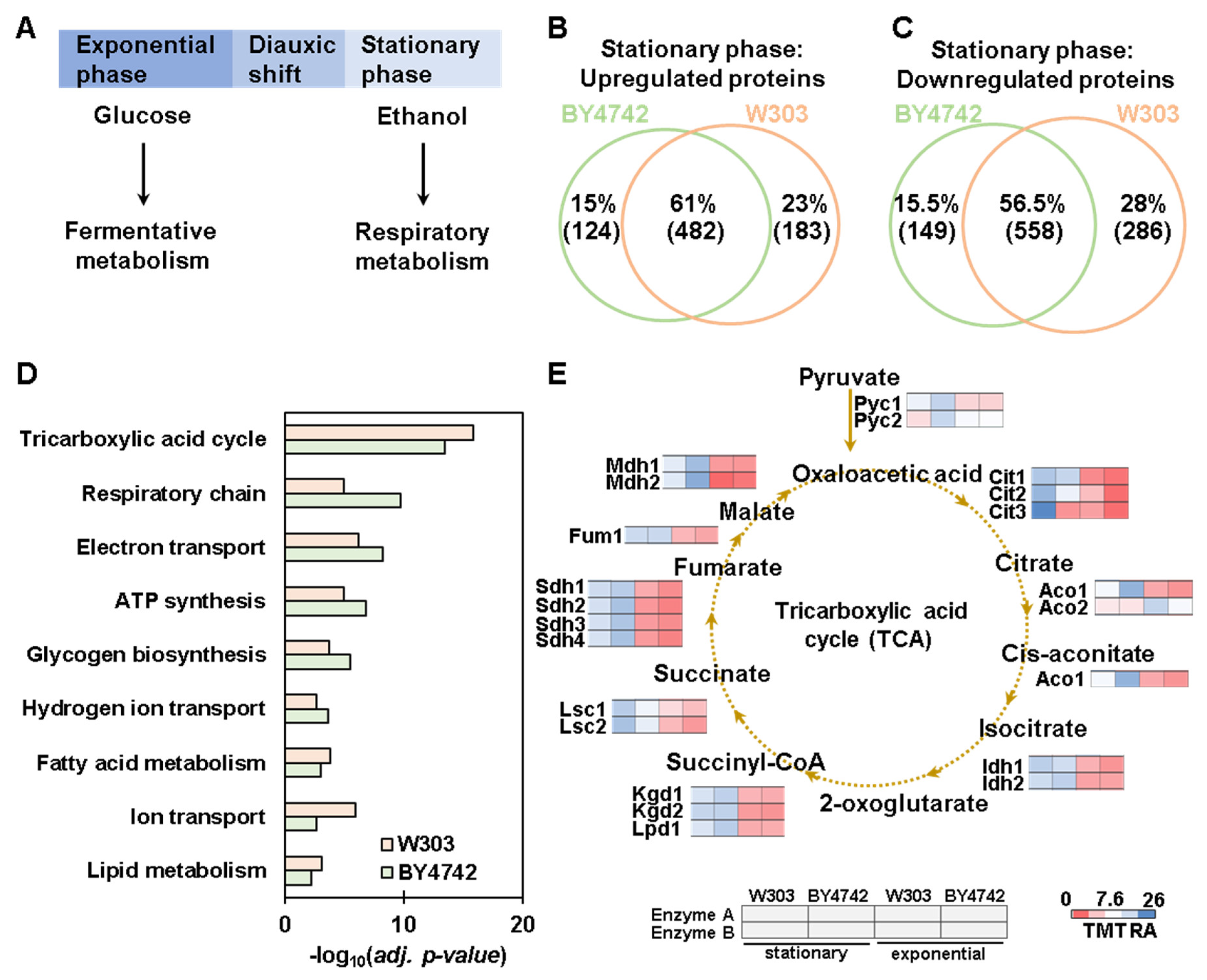 Proteomes 11 00030 g005