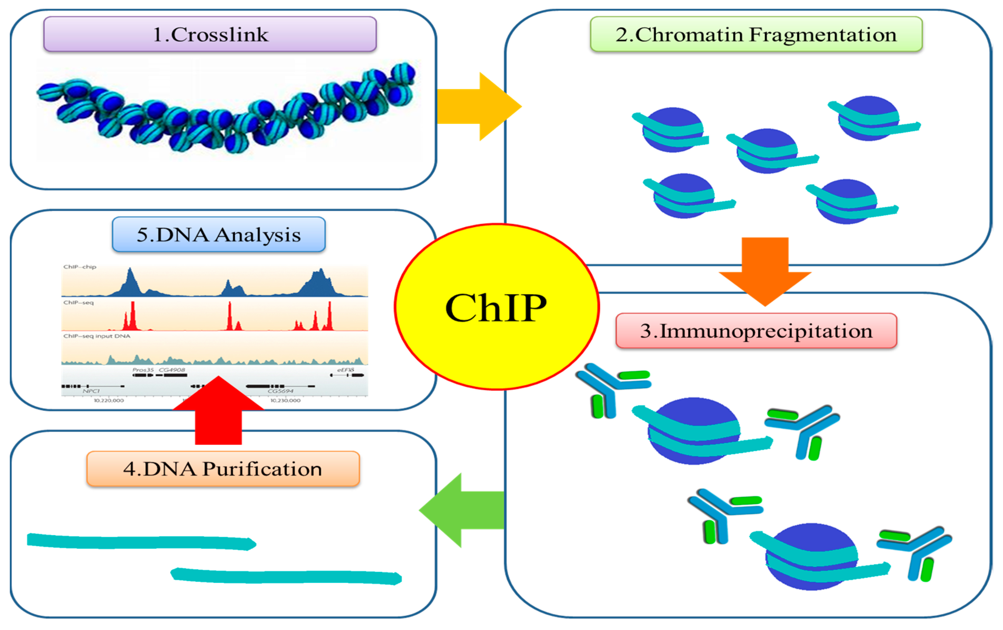 Post-Translational Modifications in Histones and Their Role