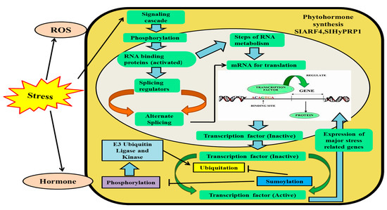 Post-Translational Modifications in Histones and Their Role