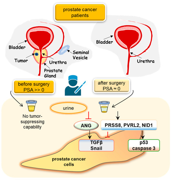 Unveiling the Dichotomy of Urinary Proteins: Diagnostic Insights into ...