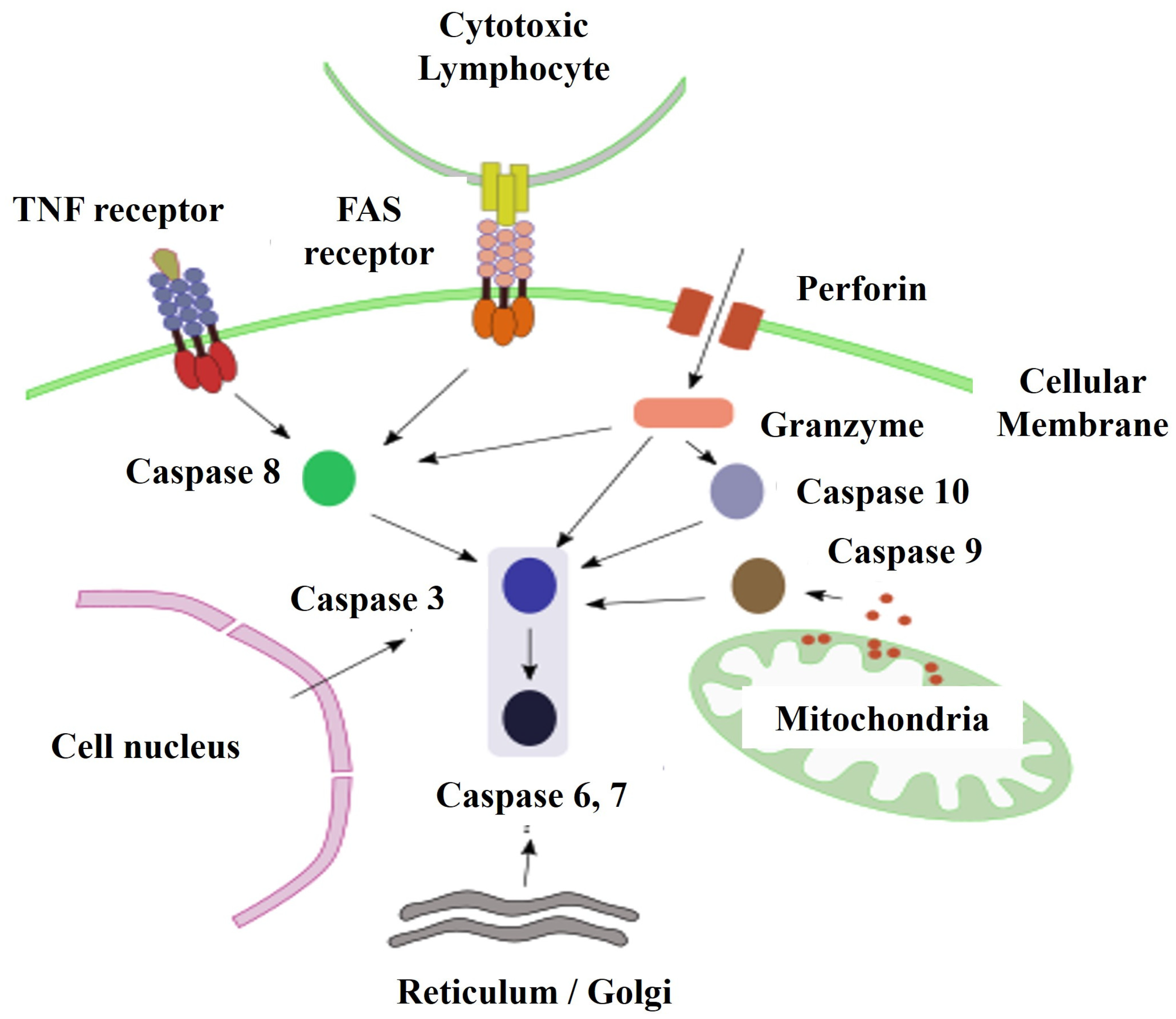Proteomes 12 00003 g002