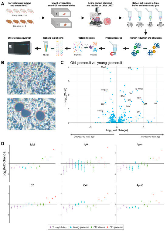 Plasma and Kidney Proteome Profiling Combined with Laser Capture ...