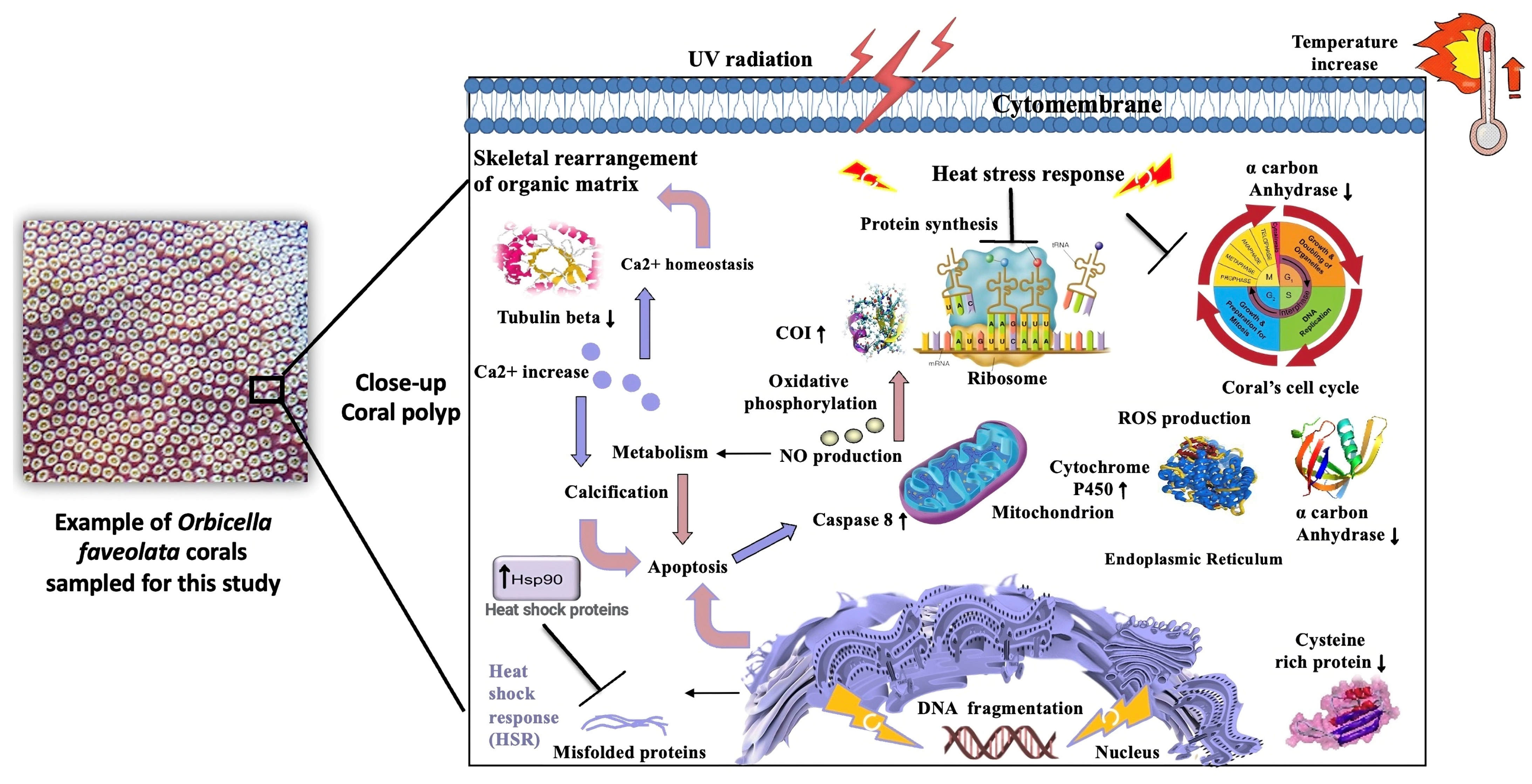 Proteomes 12 00020 g006