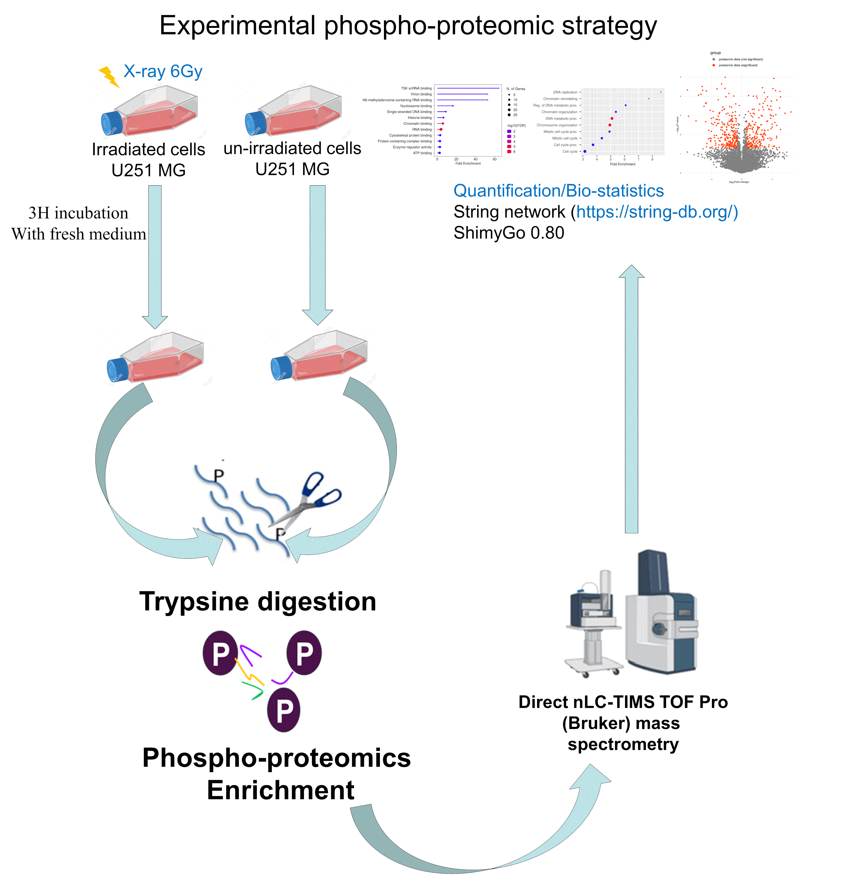Proteomes 13 00001 g001