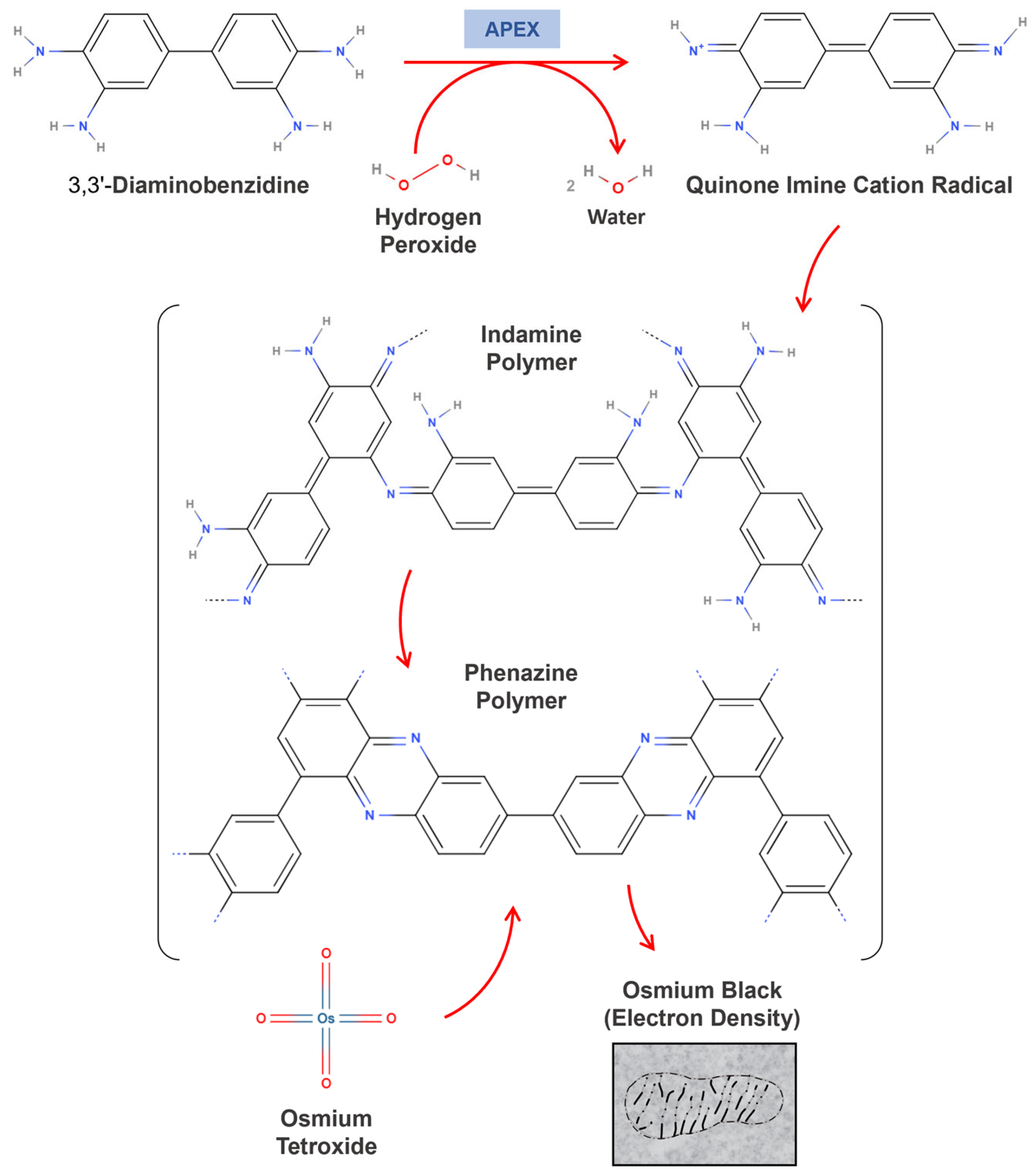 Proteomes 13 00026 g003