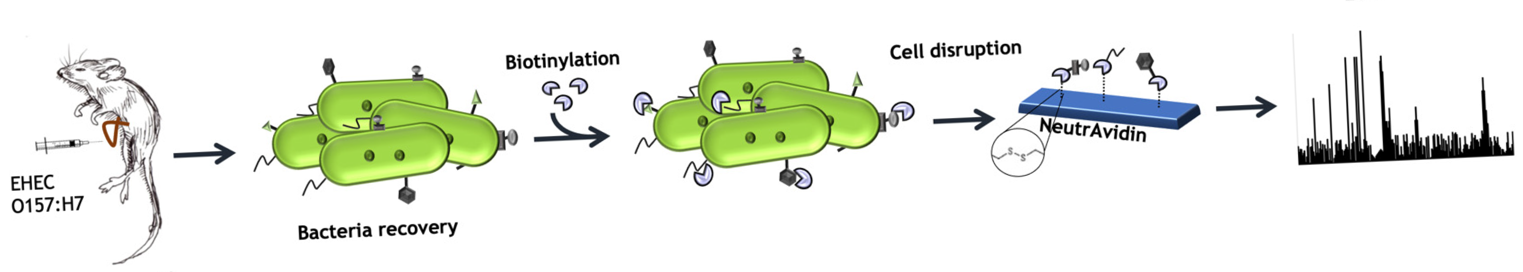 Proteomes 13 00052 g001 Proteomes 13 00052 g001