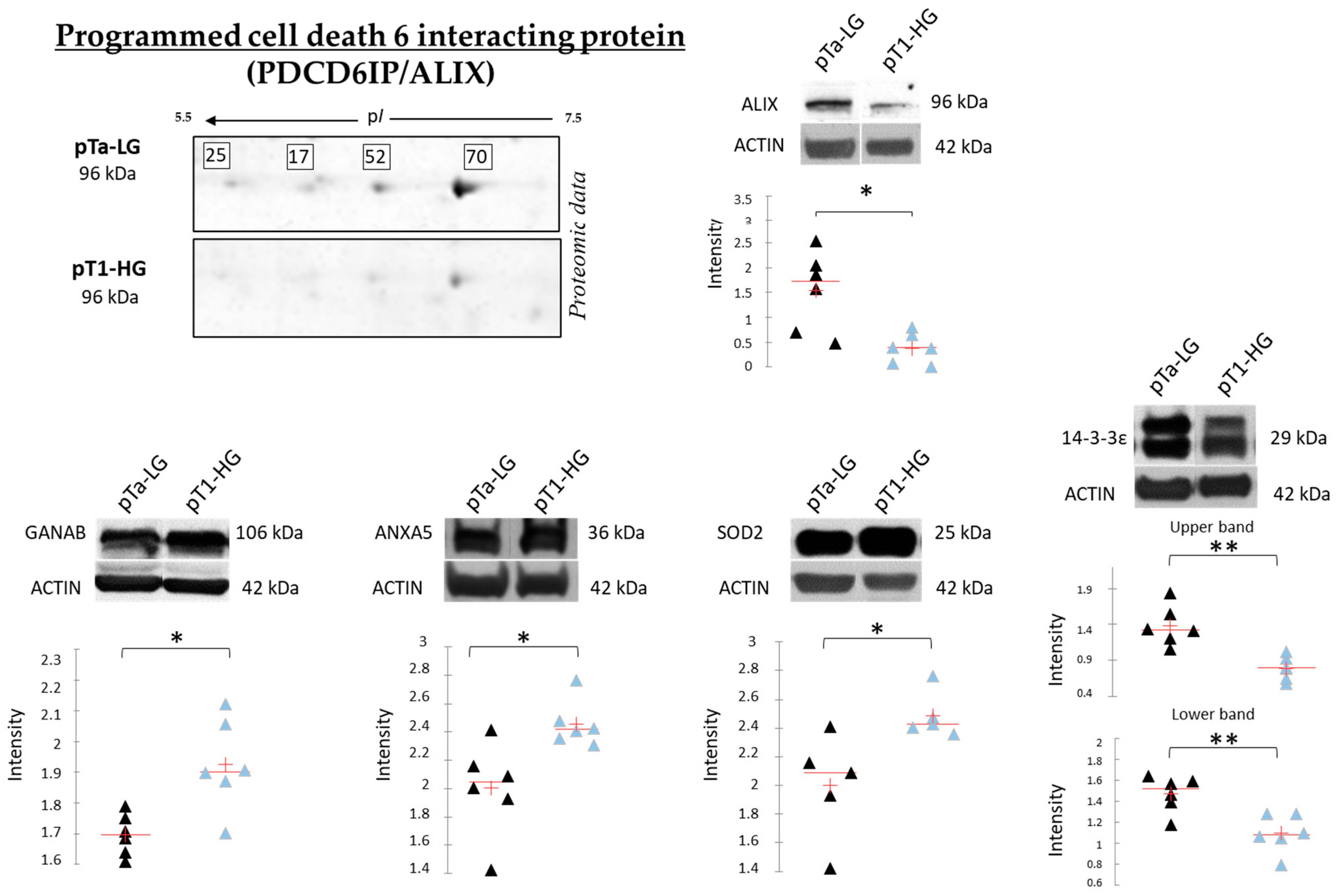 Proteomes 13 00065 g009