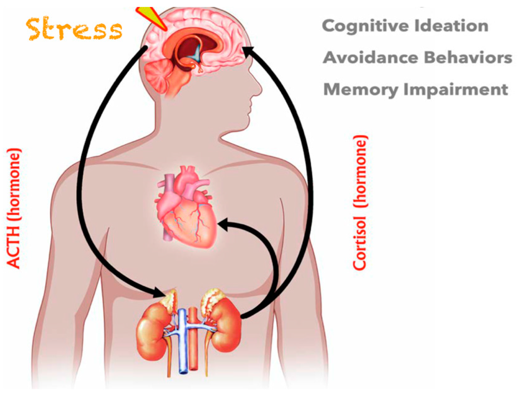 Psychiatryint 05 00005 g004