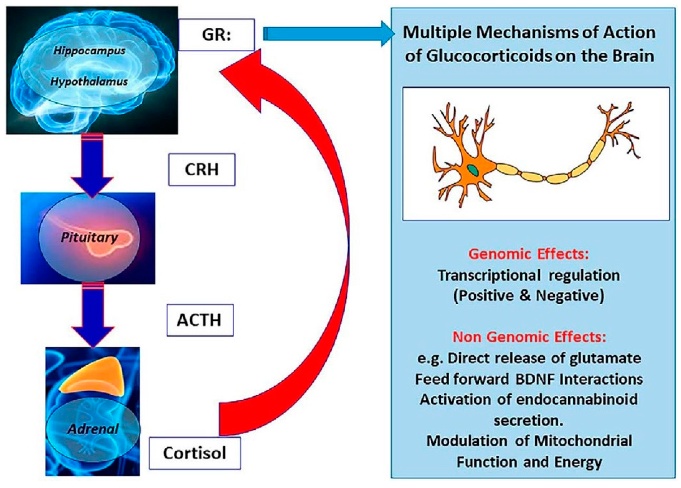 Psychiatryint 05 00005 g005